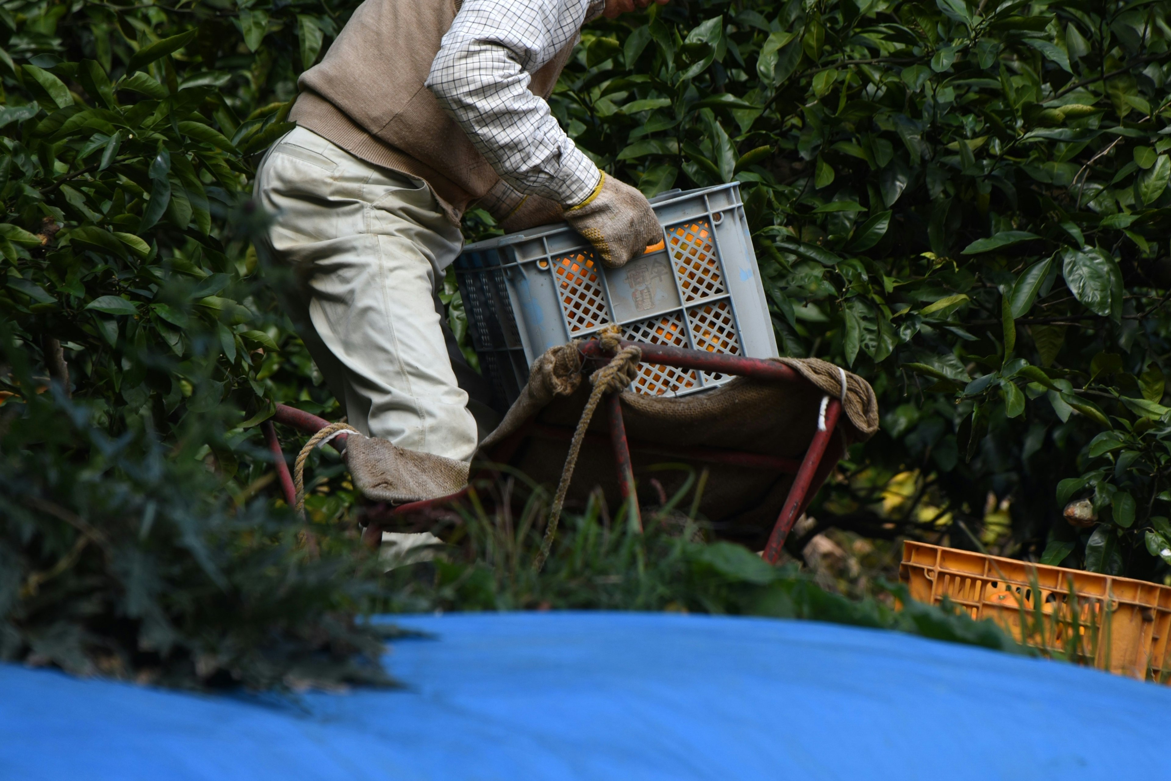 Trabajador llevando una cesta en una escena de recolección de frutas