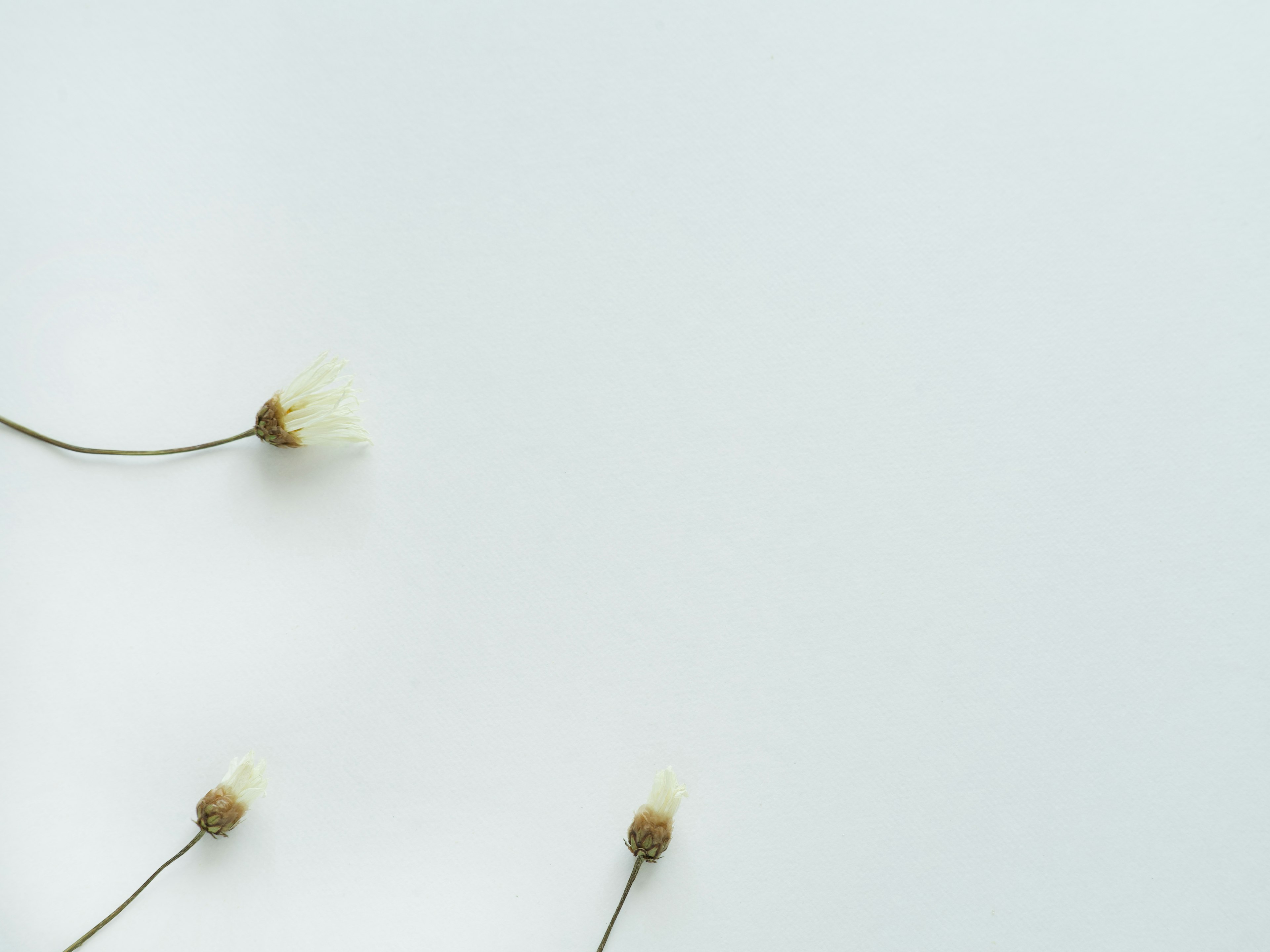 Pequeñas plantas parecidas a flores sobre un fondo blanco