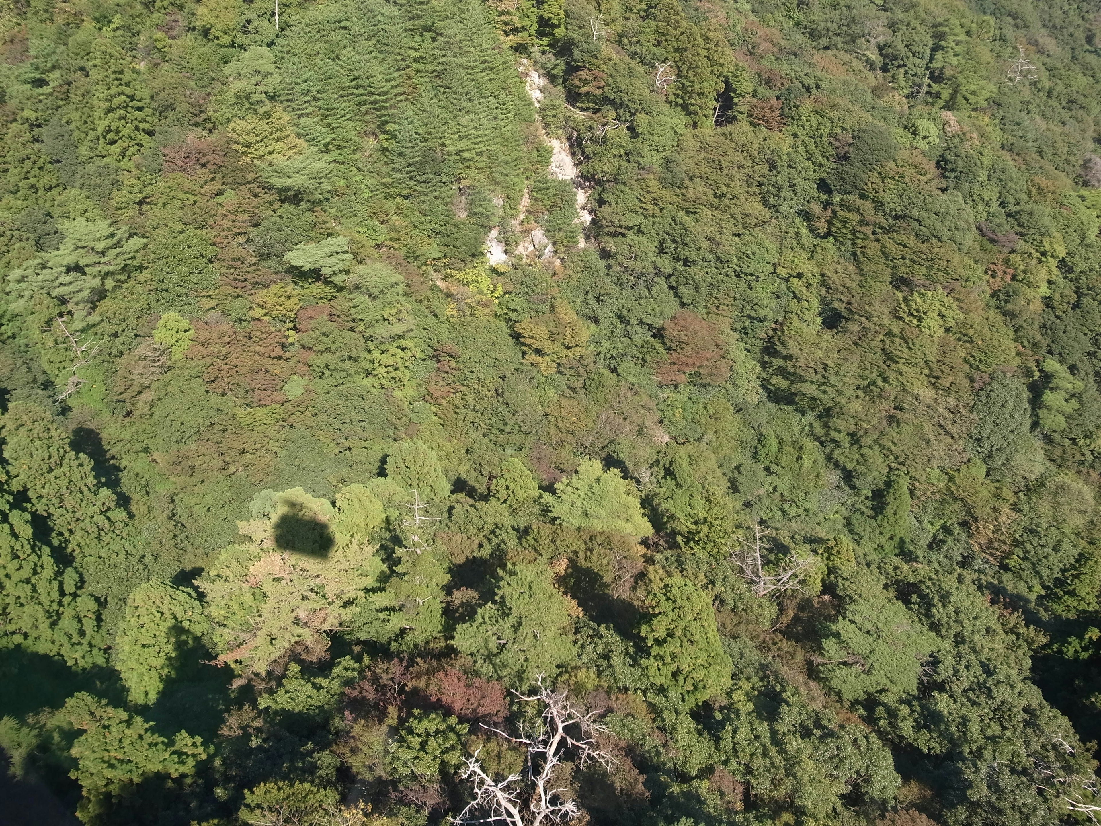 Aerial view of lush green forest and treetops