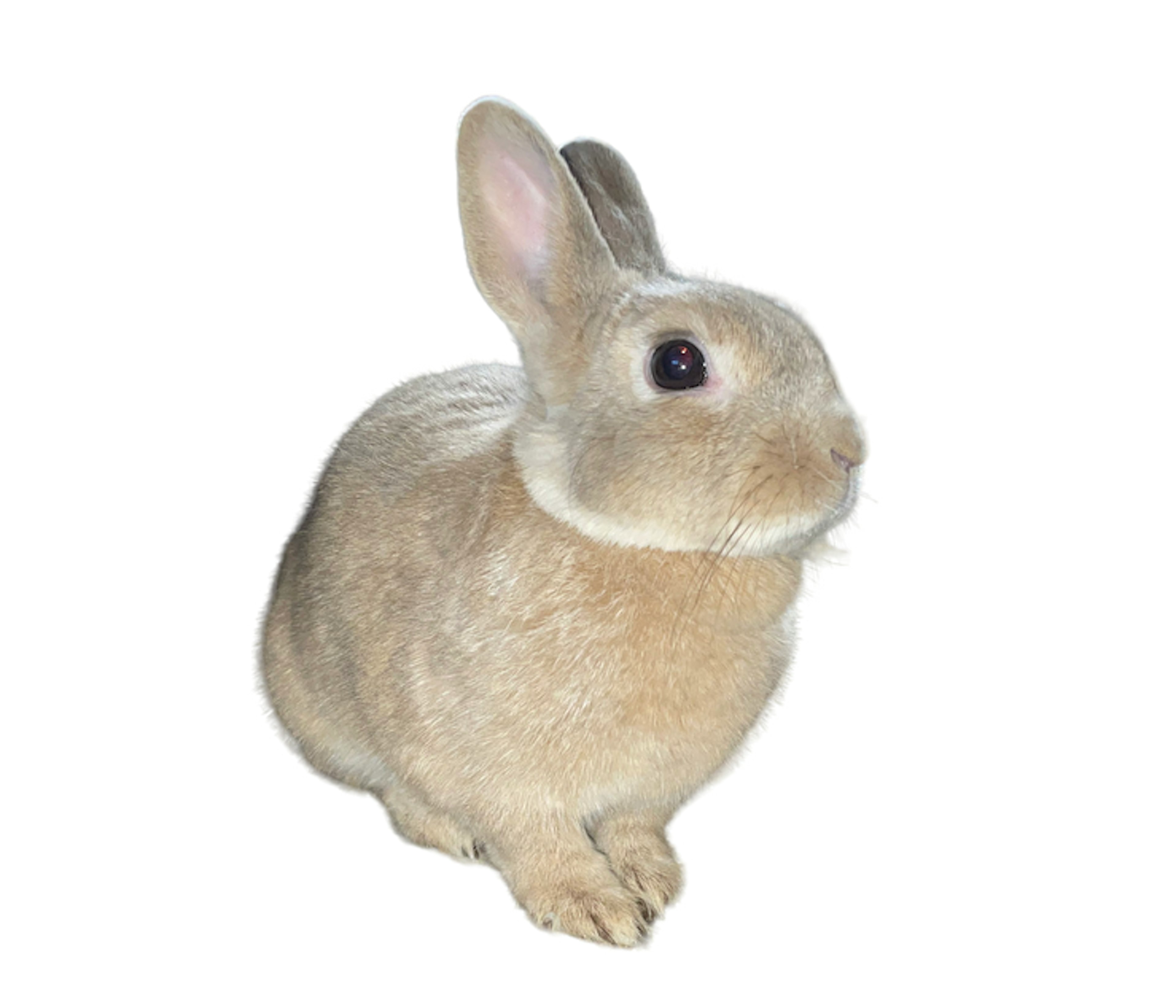 Small brown rabbit sitting sideways