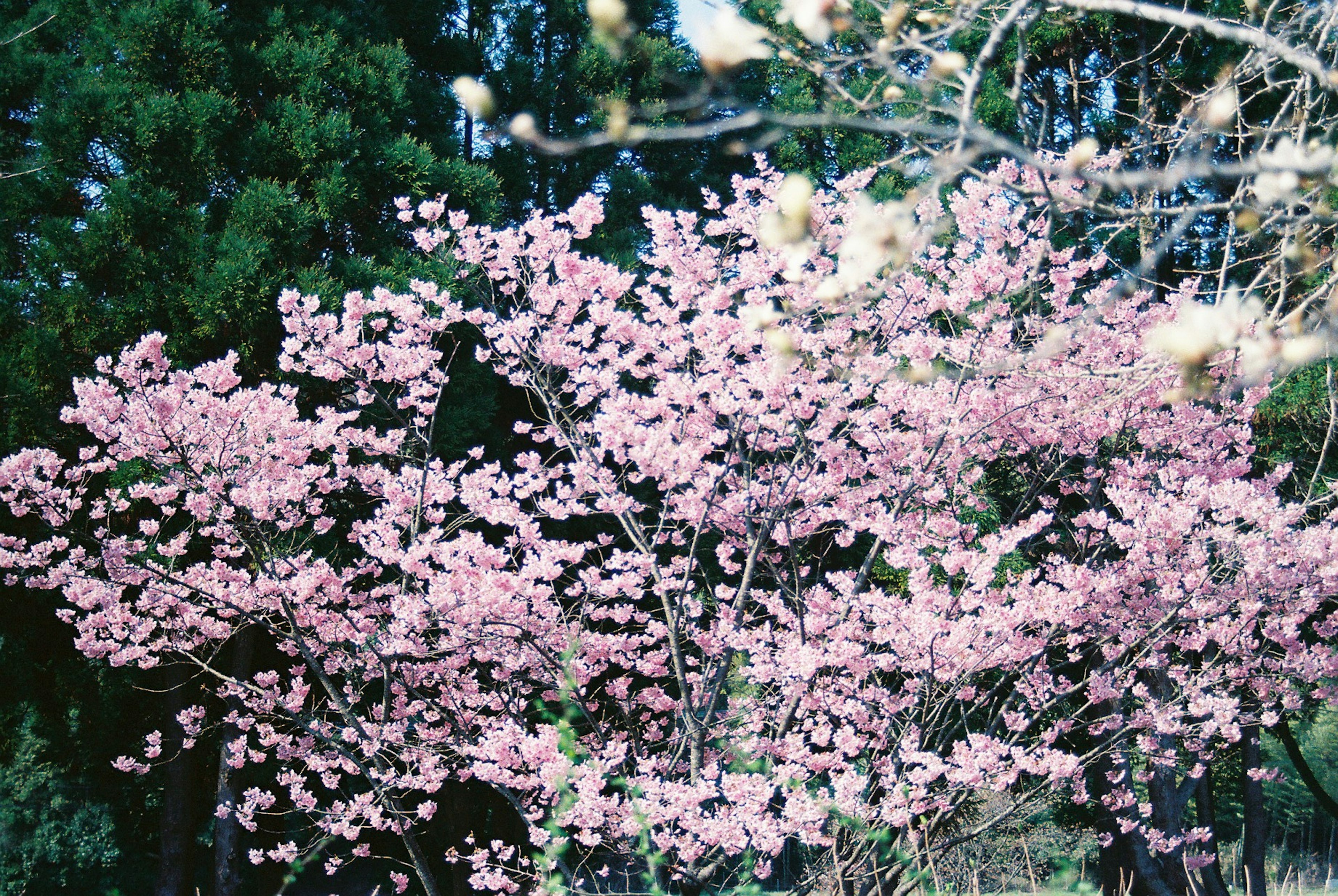 桜の木が満開のピンクの花を咲かせている