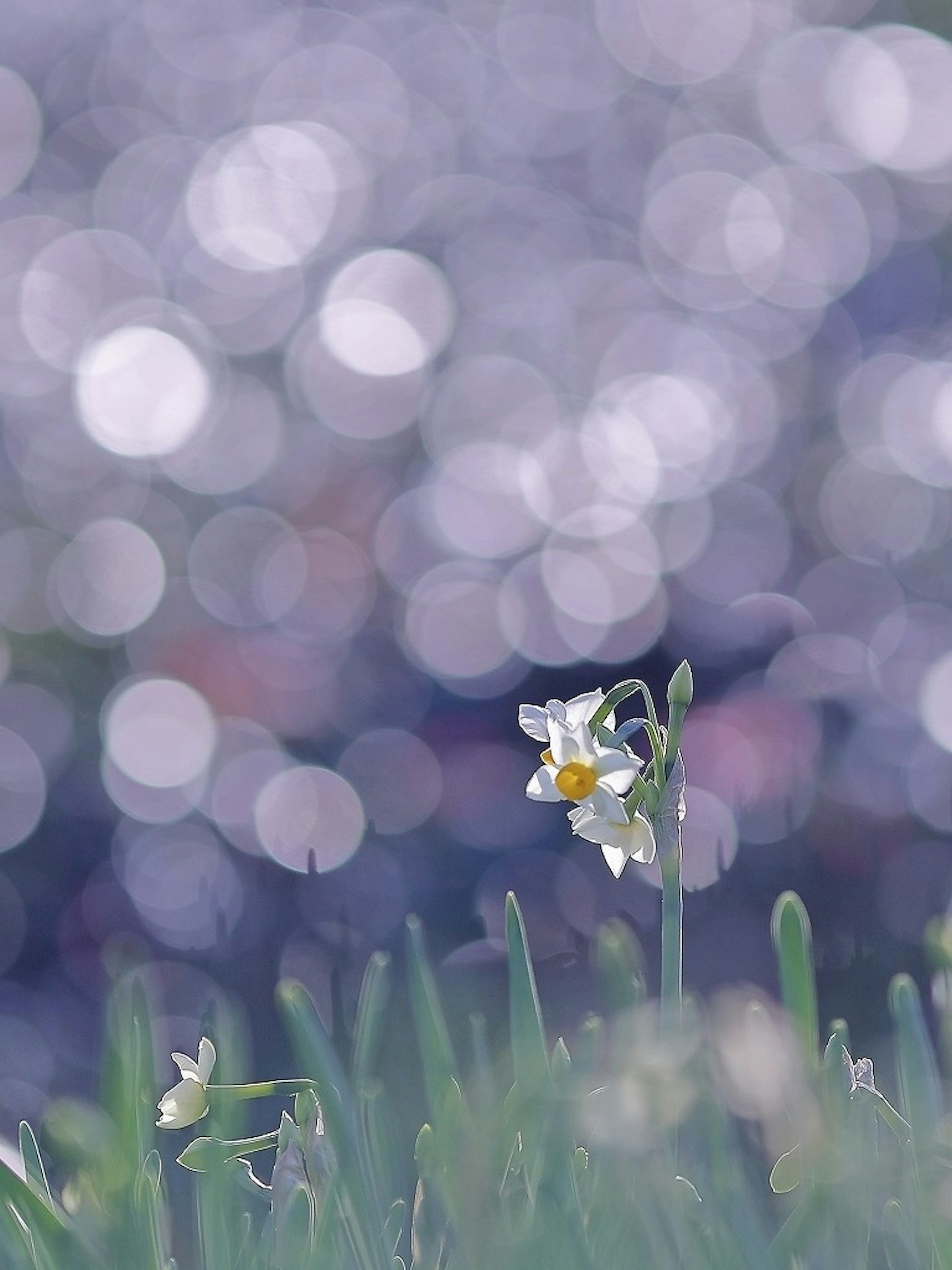 A single flower stands out against a soft blue-purple bokeh background