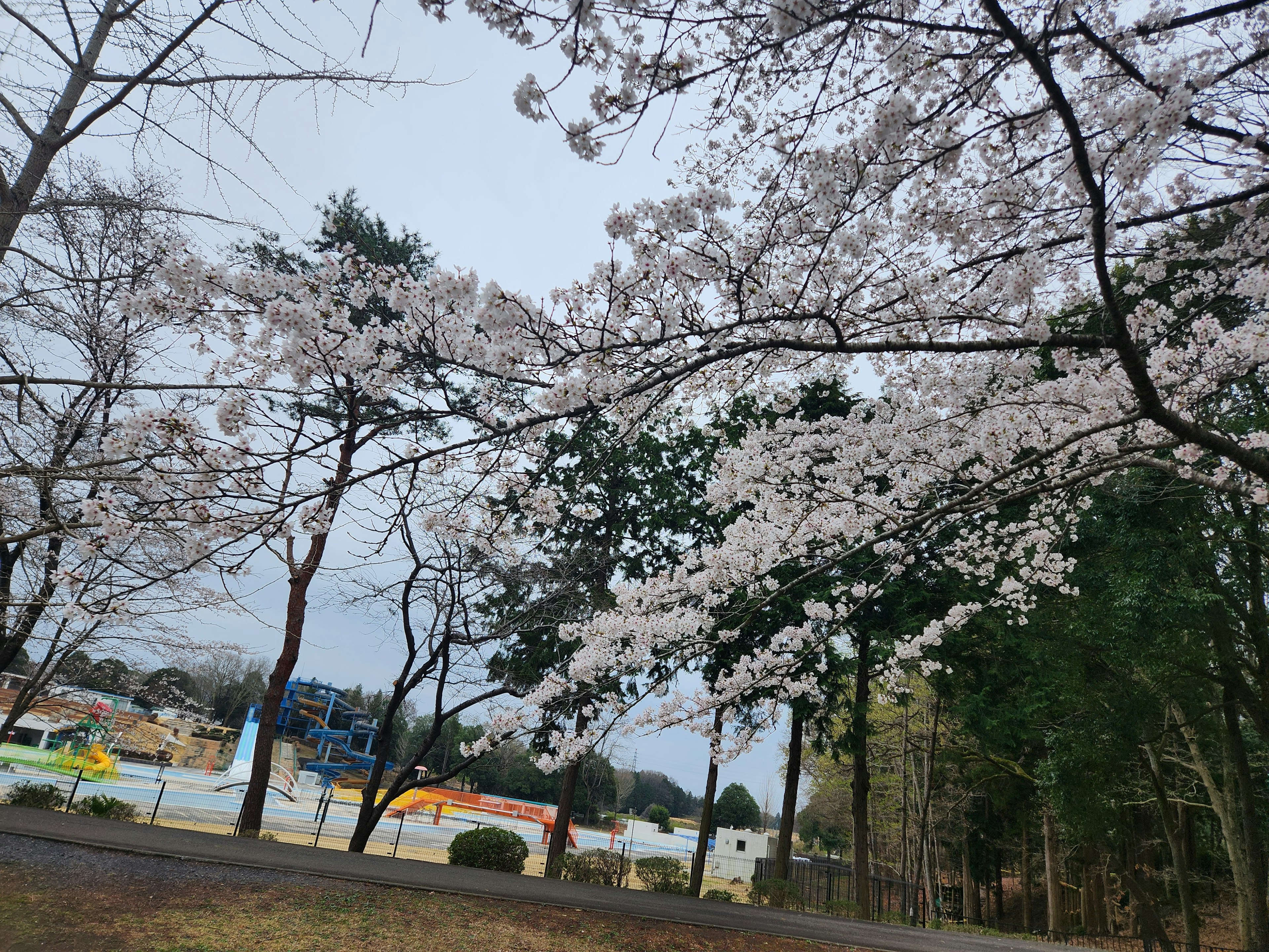 Vista panoramica di alberi di ciliegio in fiore con un cantiere sullo sfondo