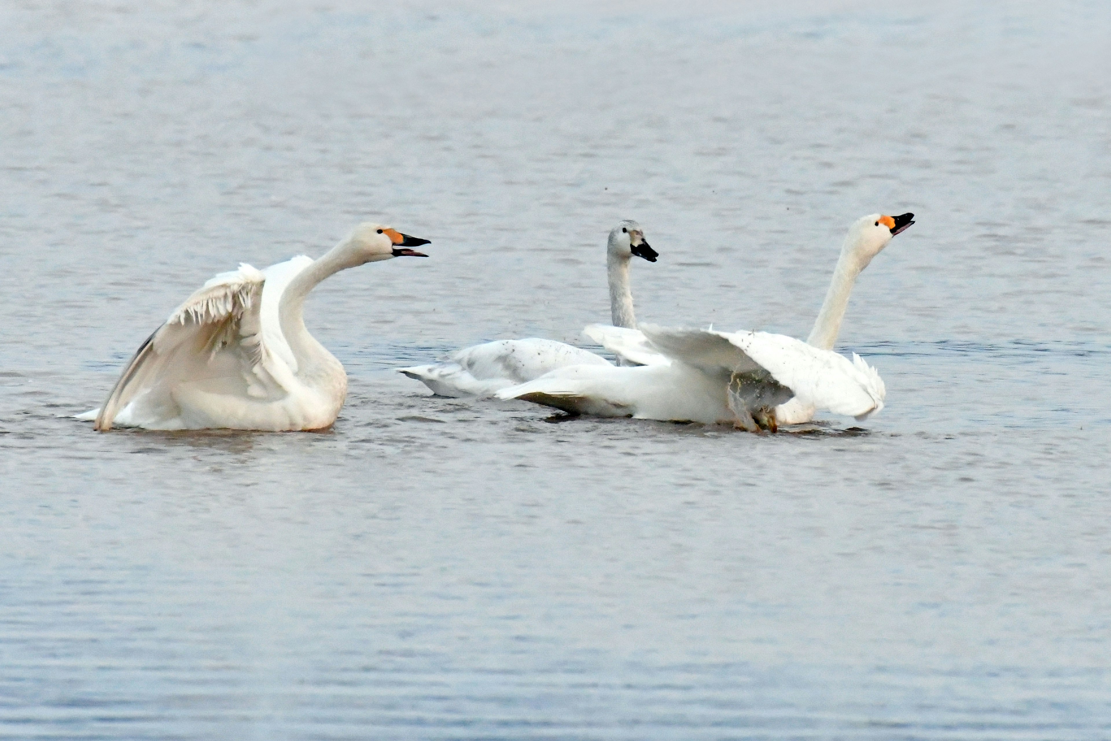 A group of swans swimming on the water