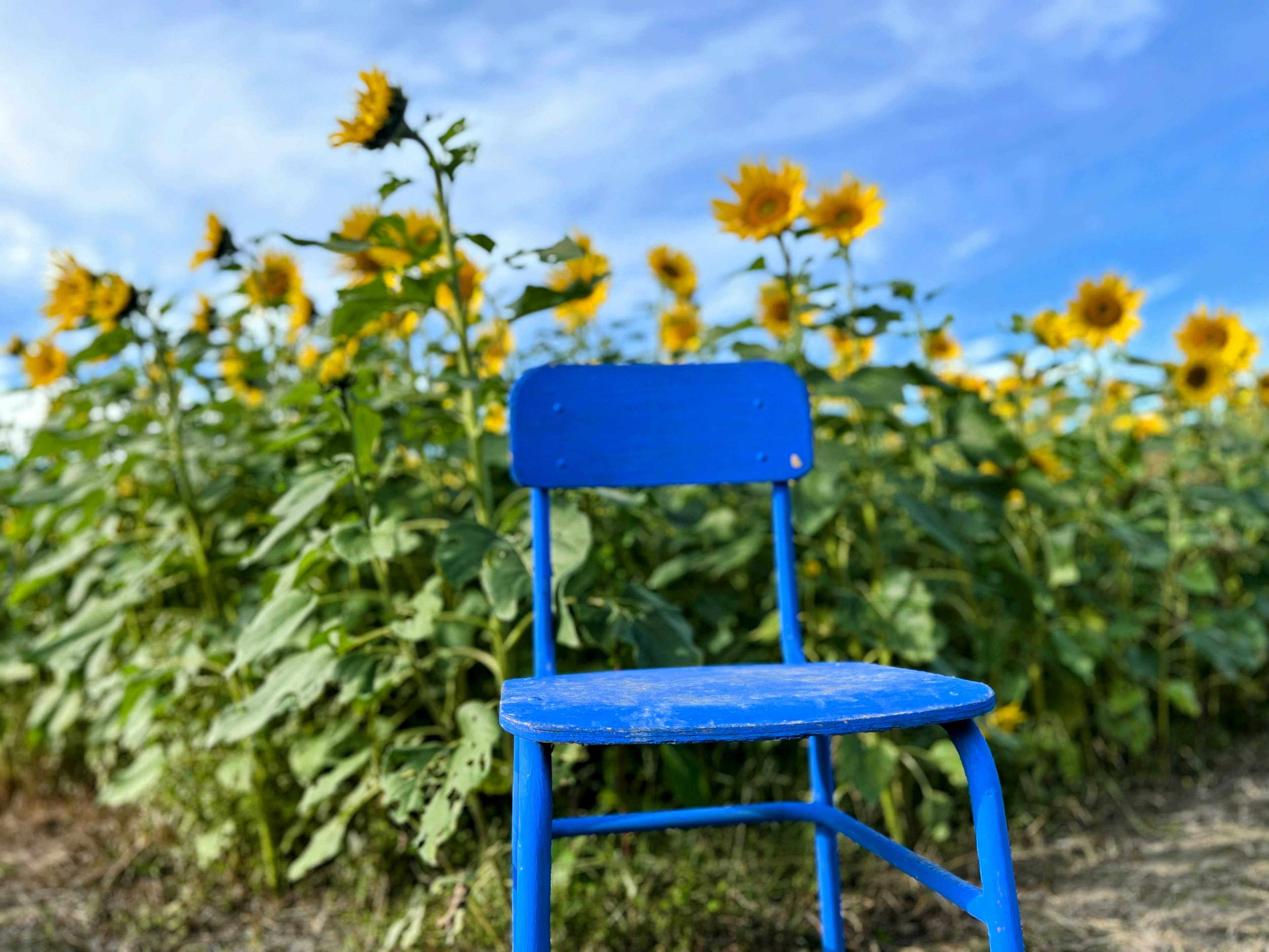 Ein blauer Stuhl in einem Sonnenblumenfeld unter einem klaren Himmel