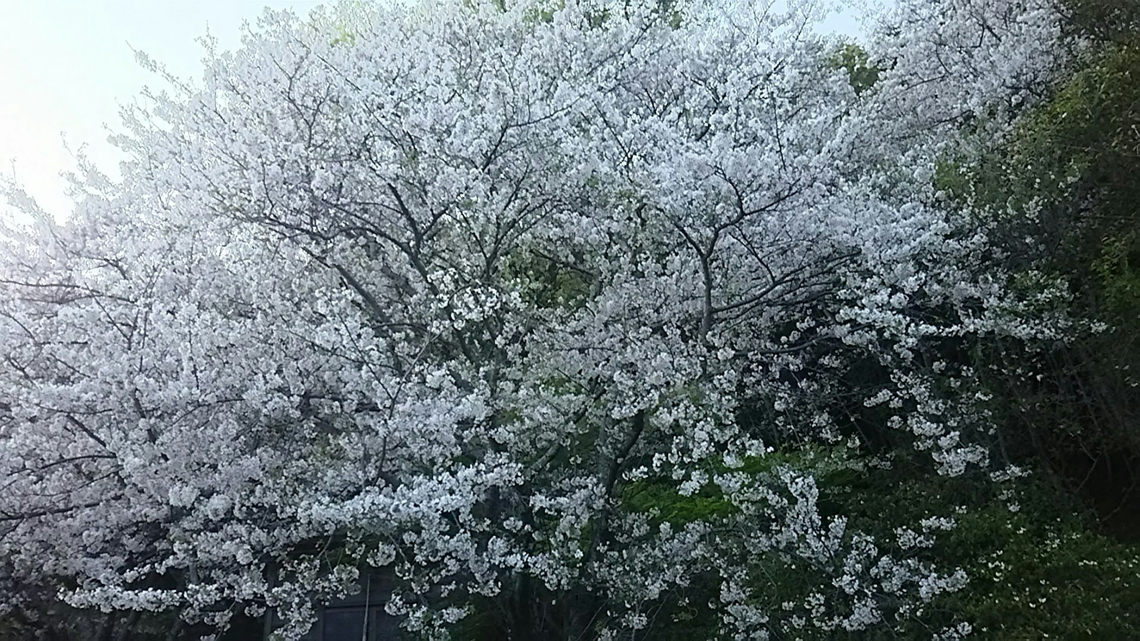 Arbre de cerisier en pleine floraison recouvert de fleurs blanches