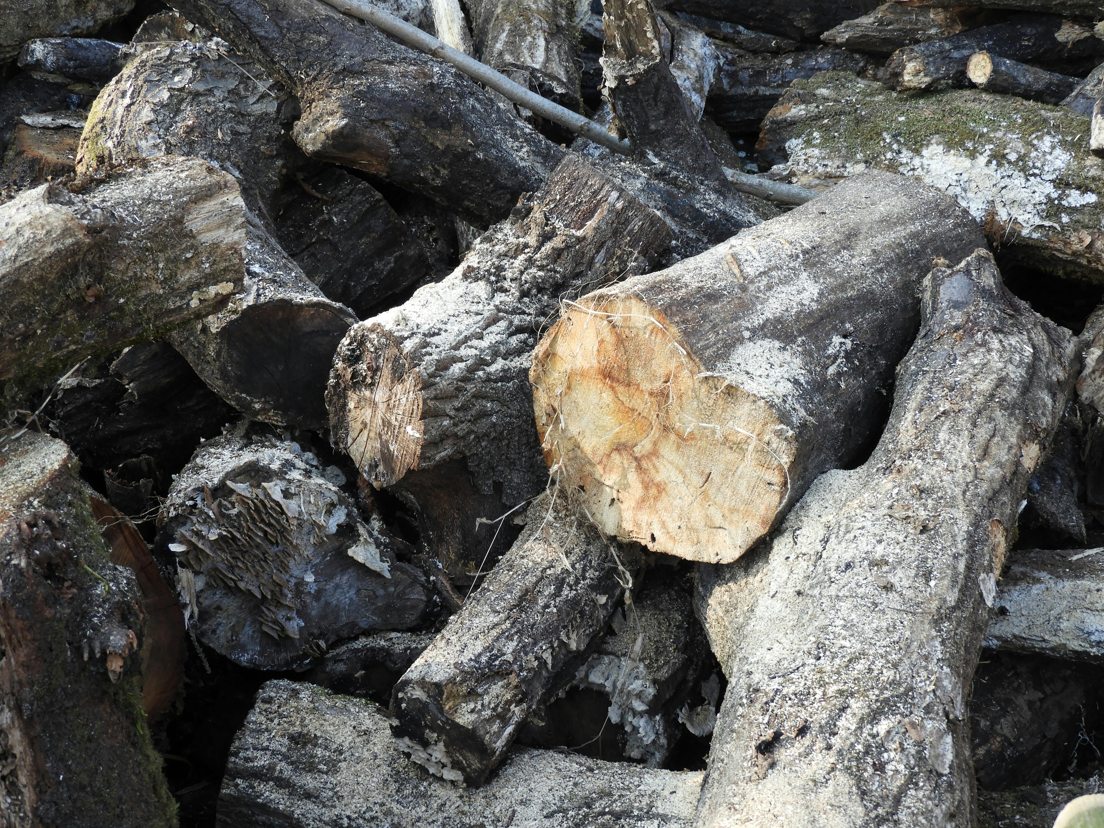 Un tas de troncs et de morceaux de bois empilés ensemble