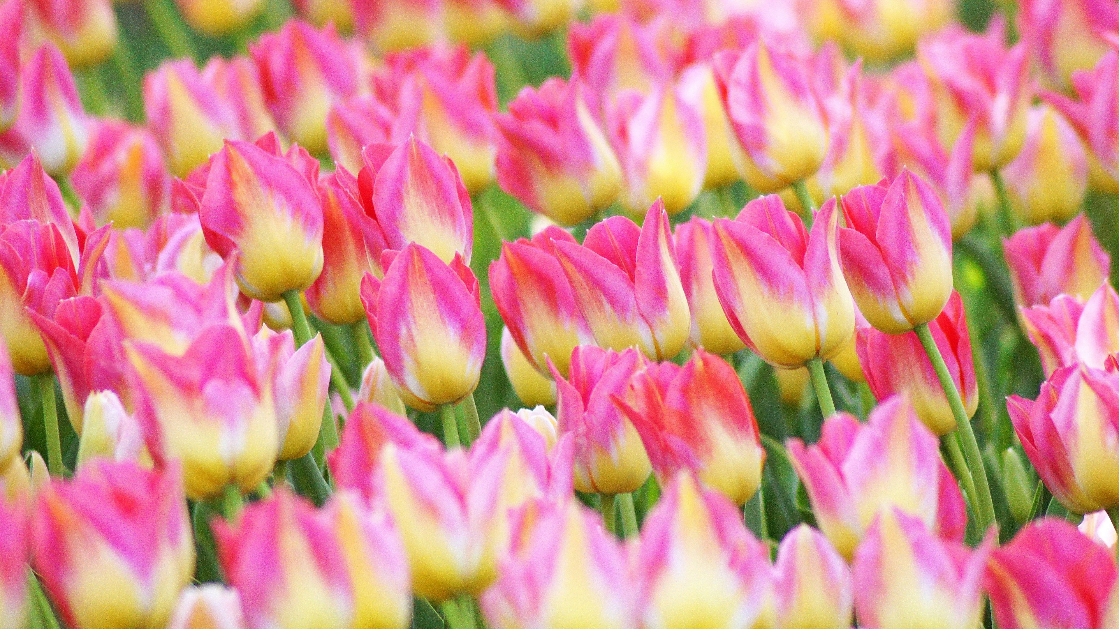 Vibrant tulip field featuring pink and yellow gradient flowers