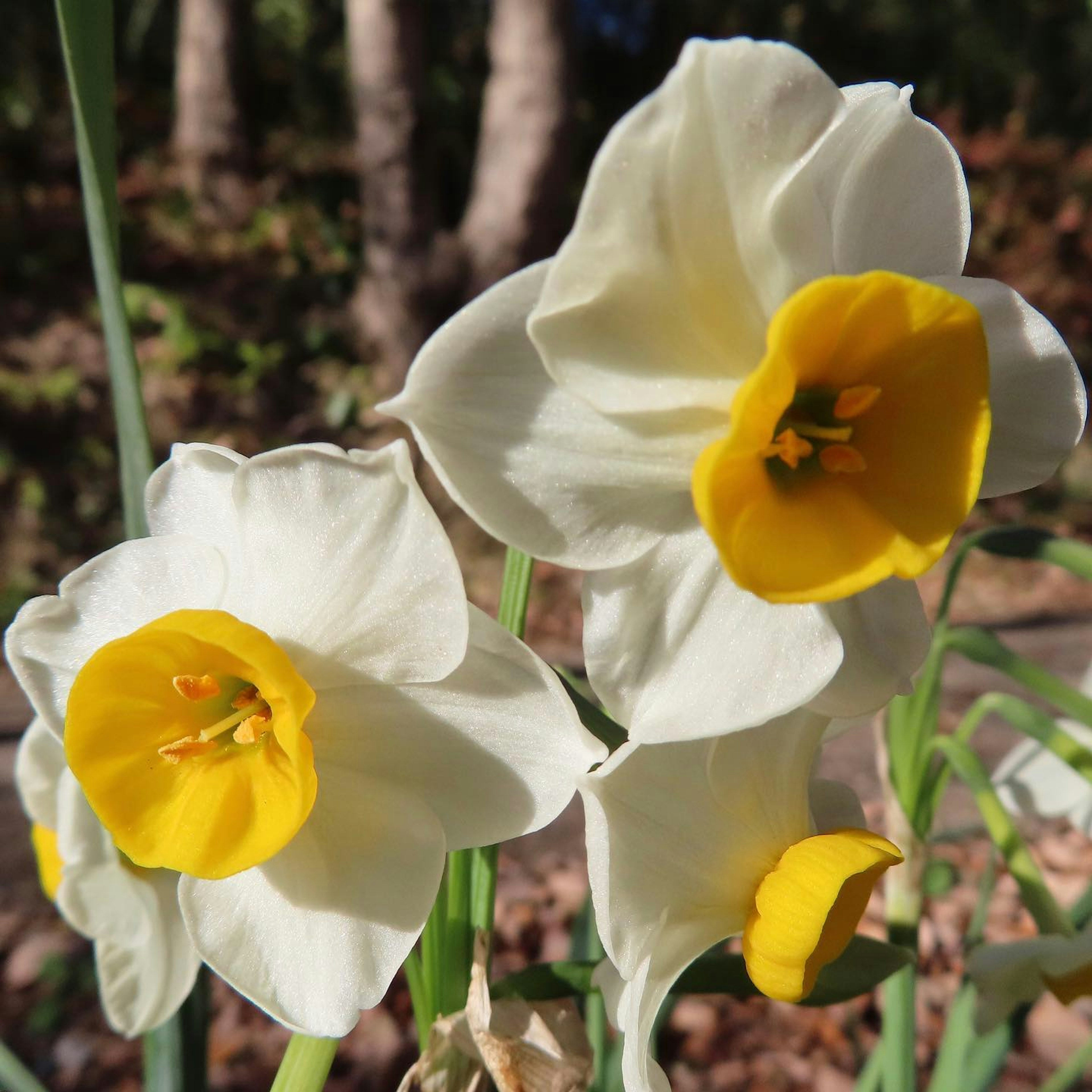 Weiße Narzissenblüten mit gelben Zentren