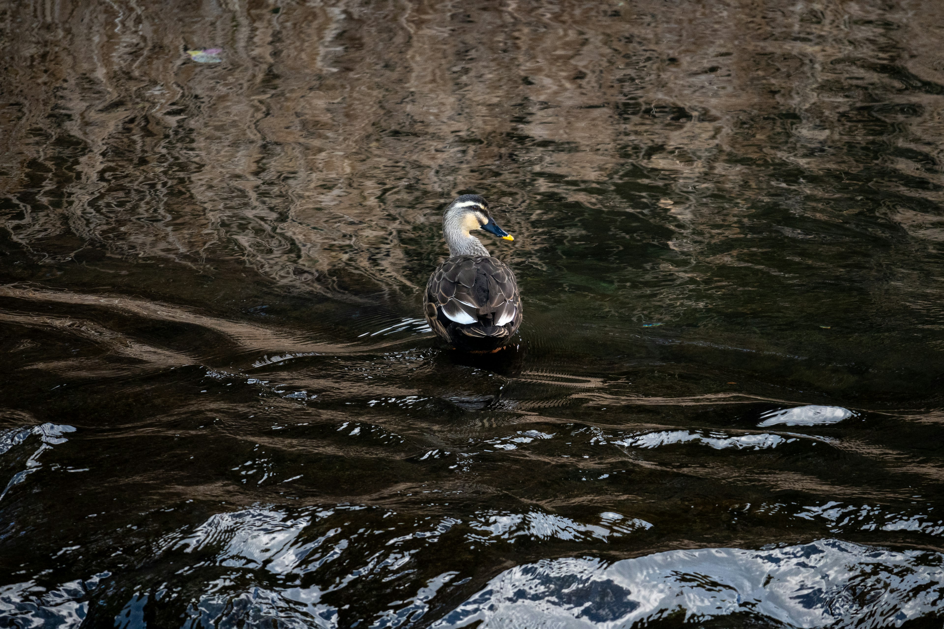 Eine Ente, die auf dunklem Wasser schwimmt, mit Reflexionen ihrer Umgebung