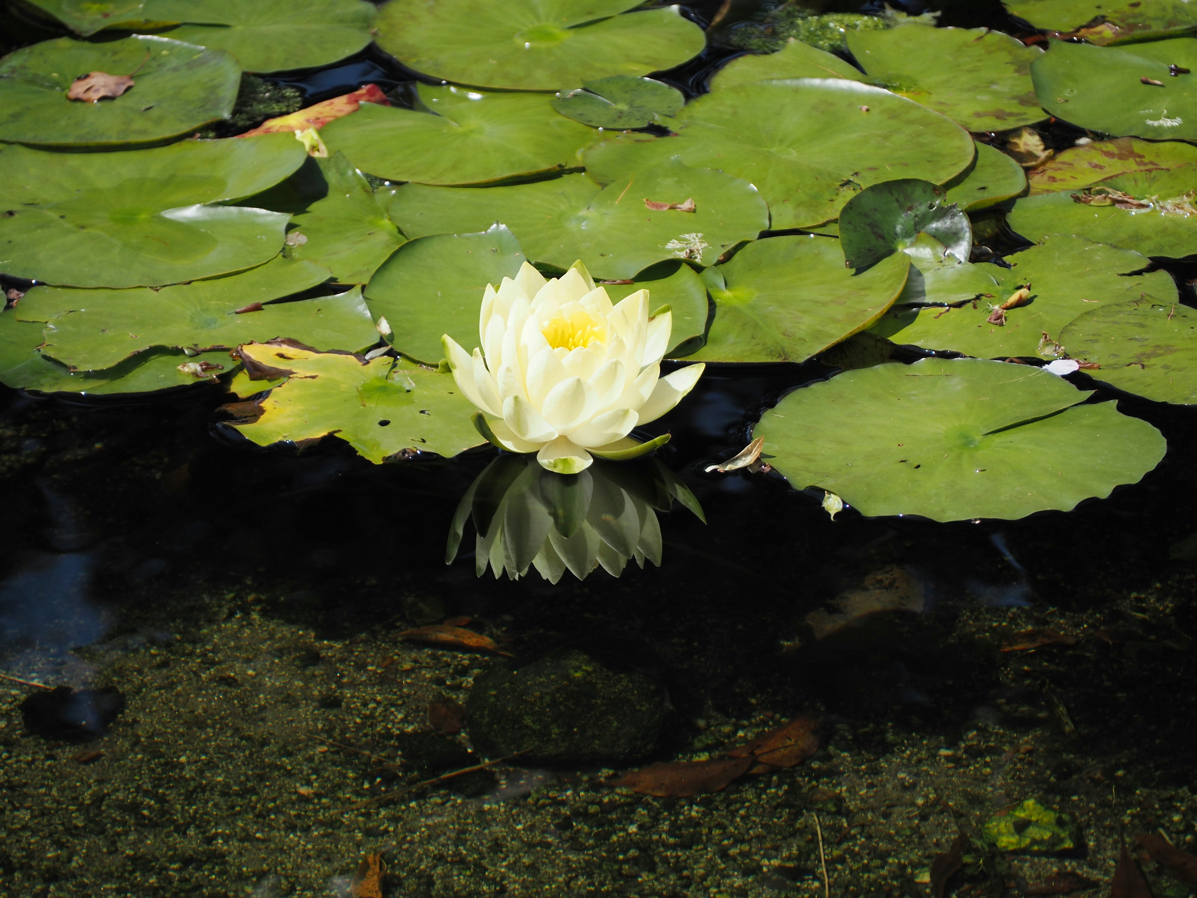 Weiße Seerose schwimmt zwischen grünen Seerosenblättern in einem Teich