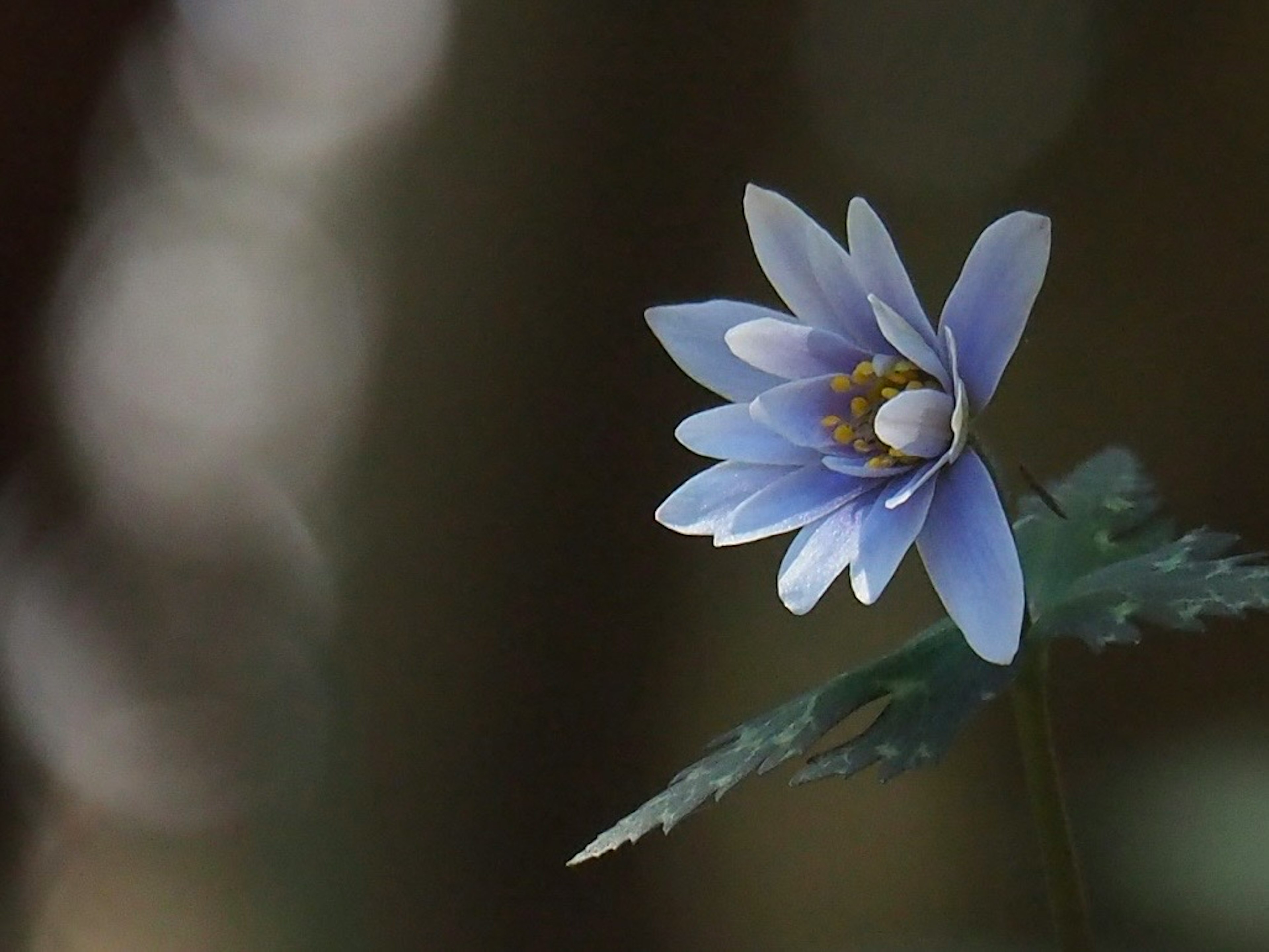 A delicate blue flower with a blurred background showcasing natural beauty