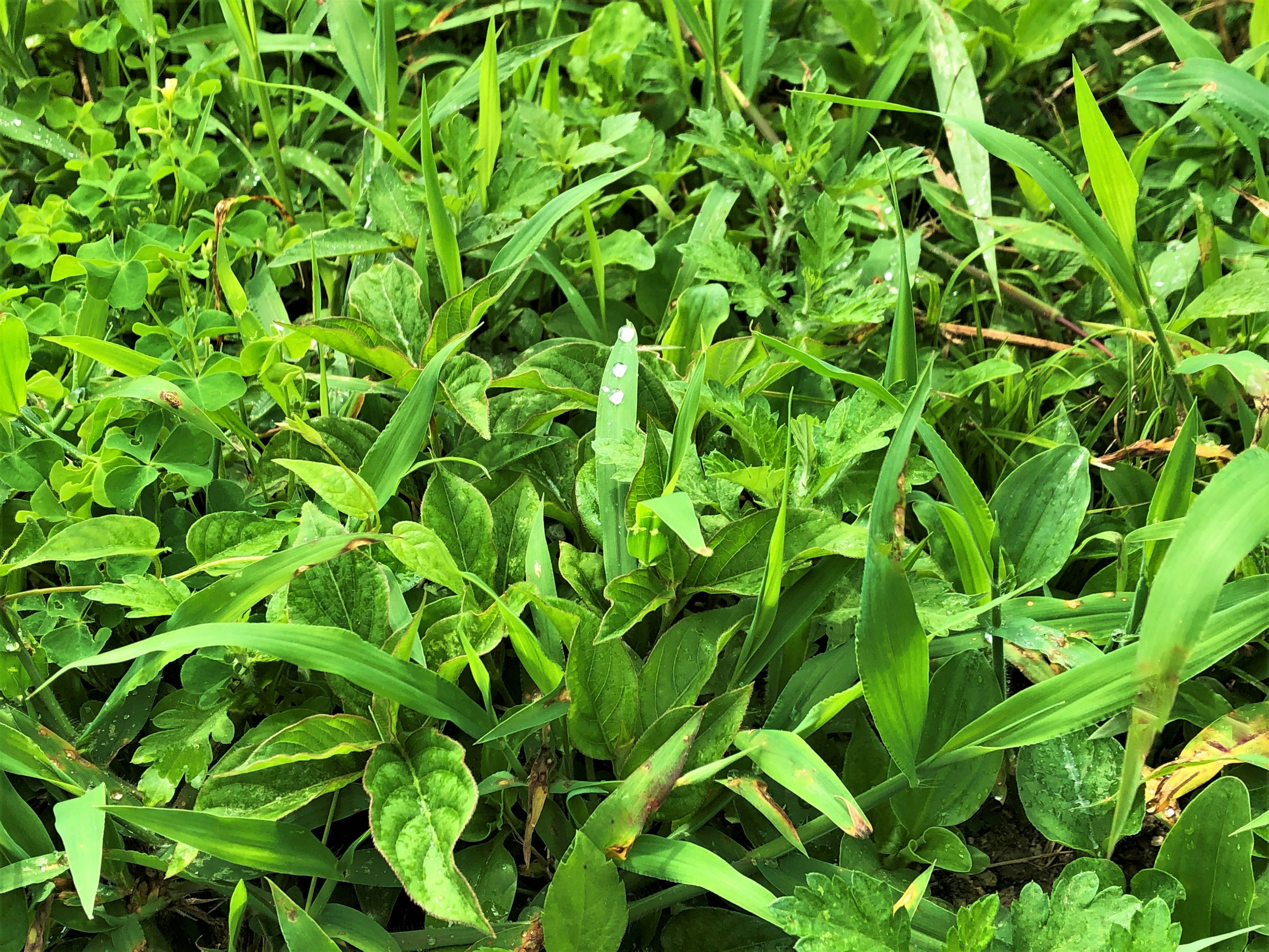 Rumput hijau dan tanaman lebat menutupi tanah