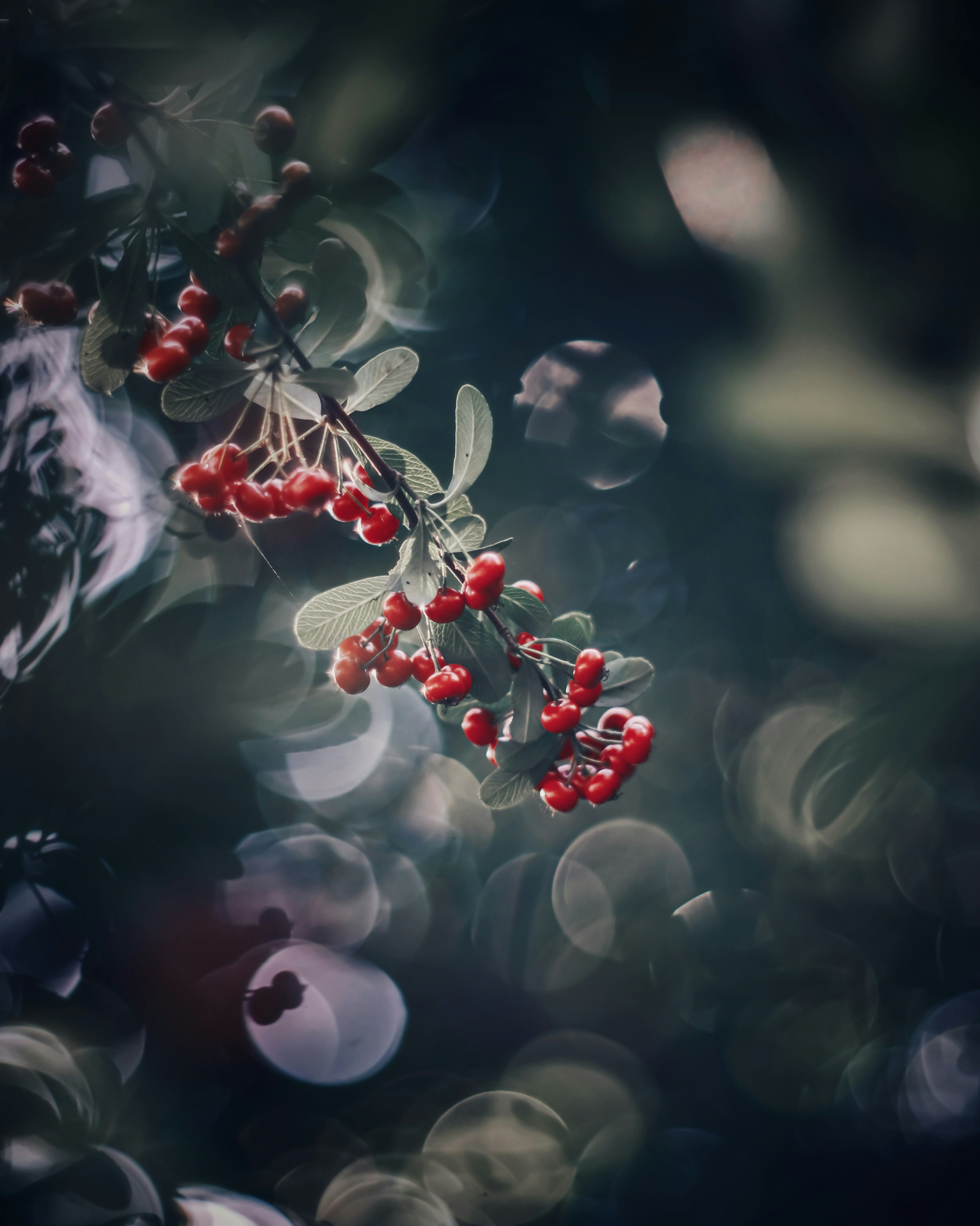 A close-up of red berries against a dark background