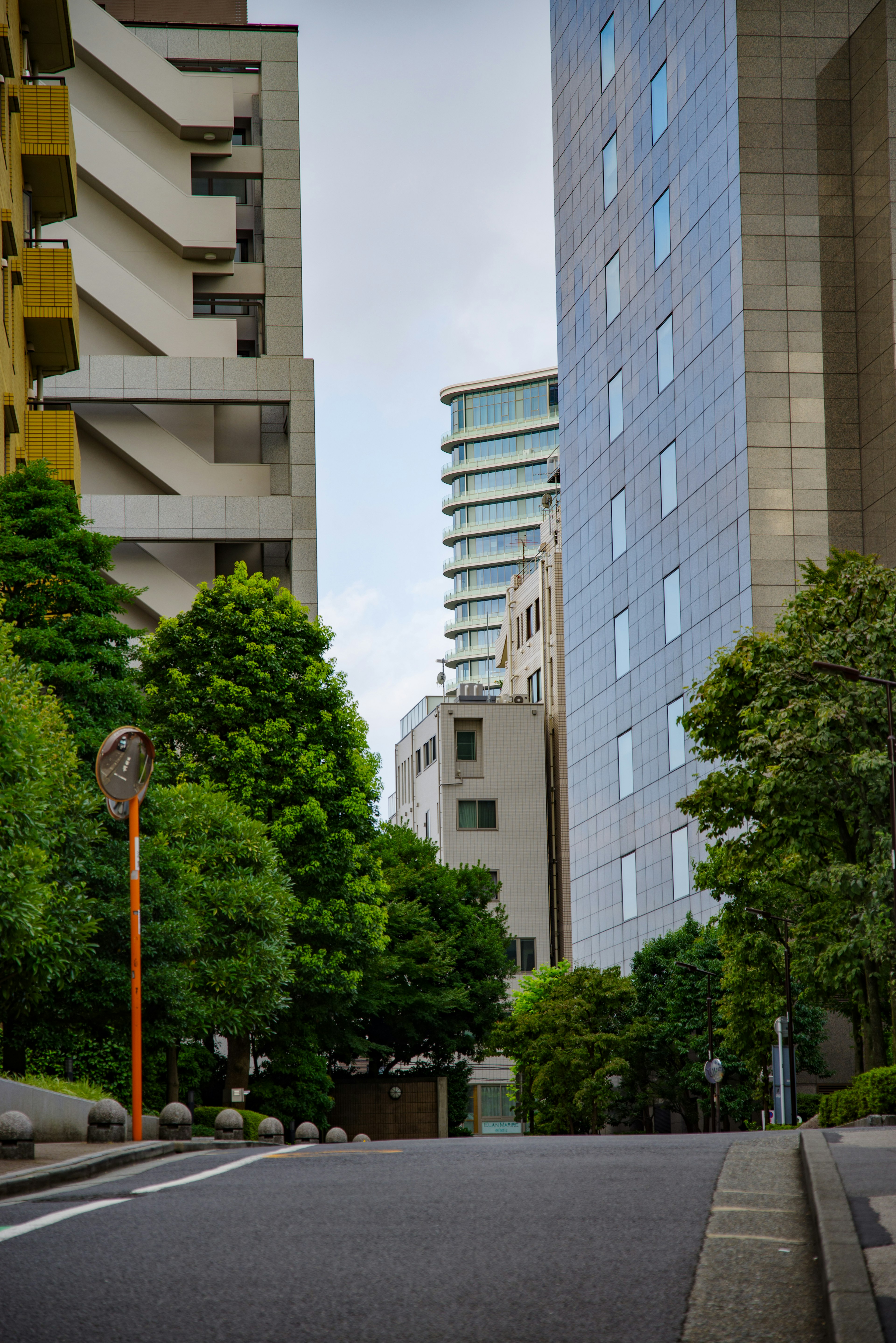 Urban scene featuring green trees and modern skyscrapers