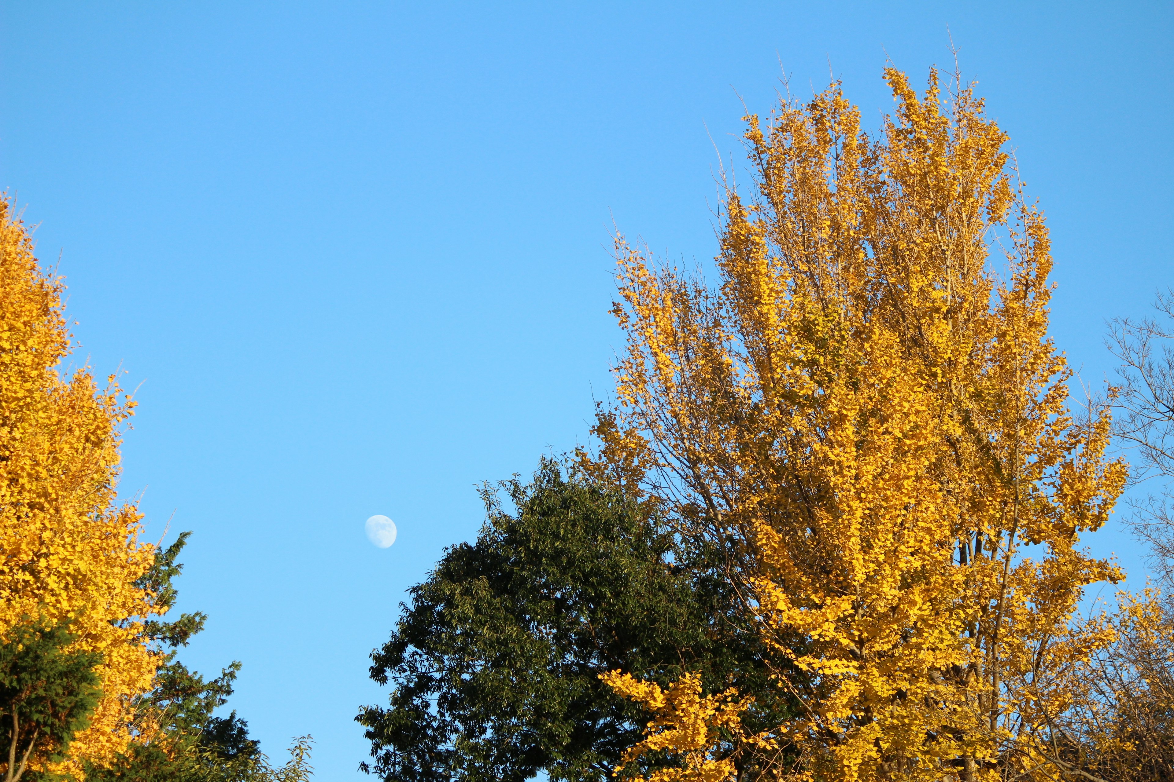 Yellow trees and green trees under a blue sky with a small moon visible