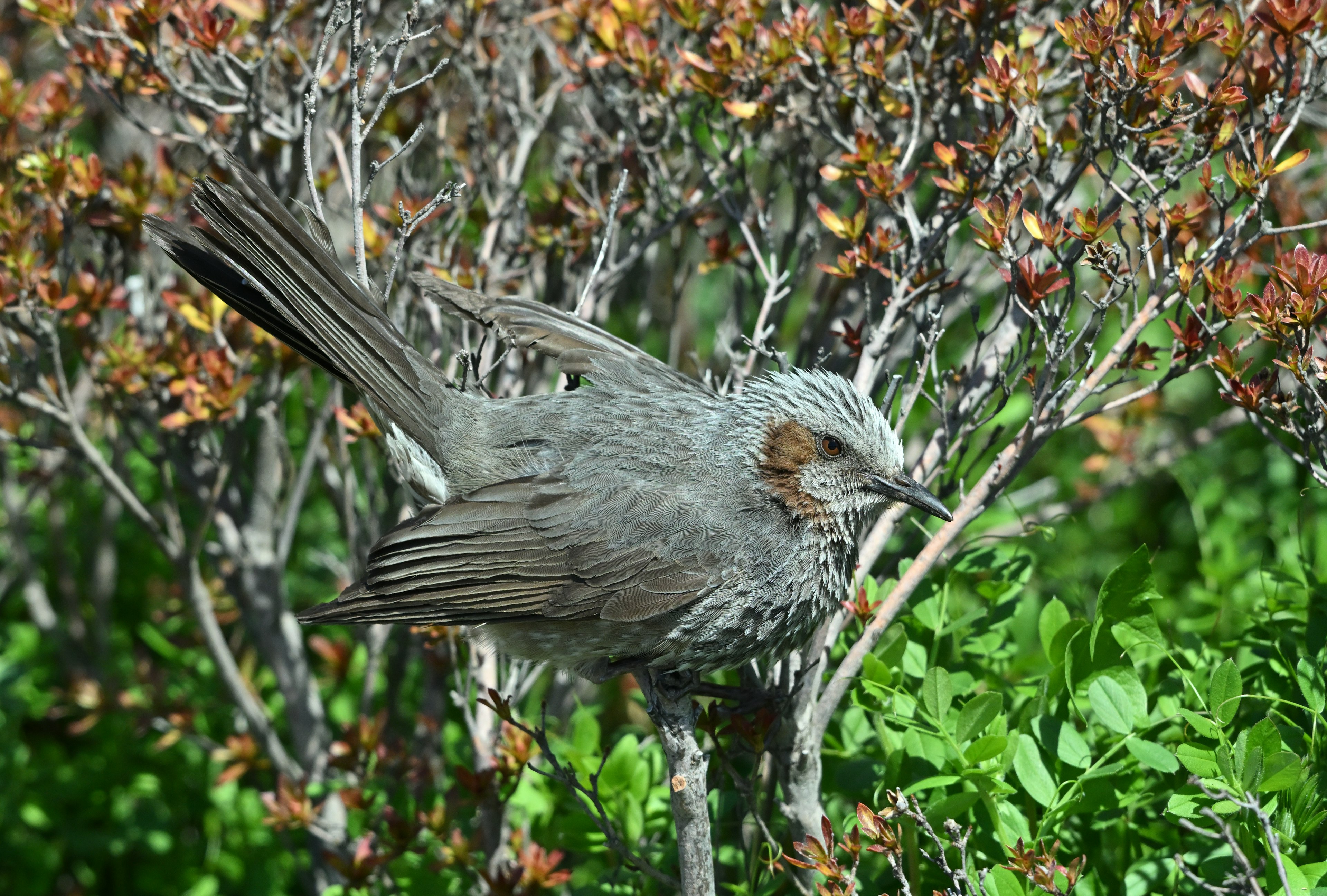 Un petit oiseau gris perché près de feuilles vertes et de fleurs orange