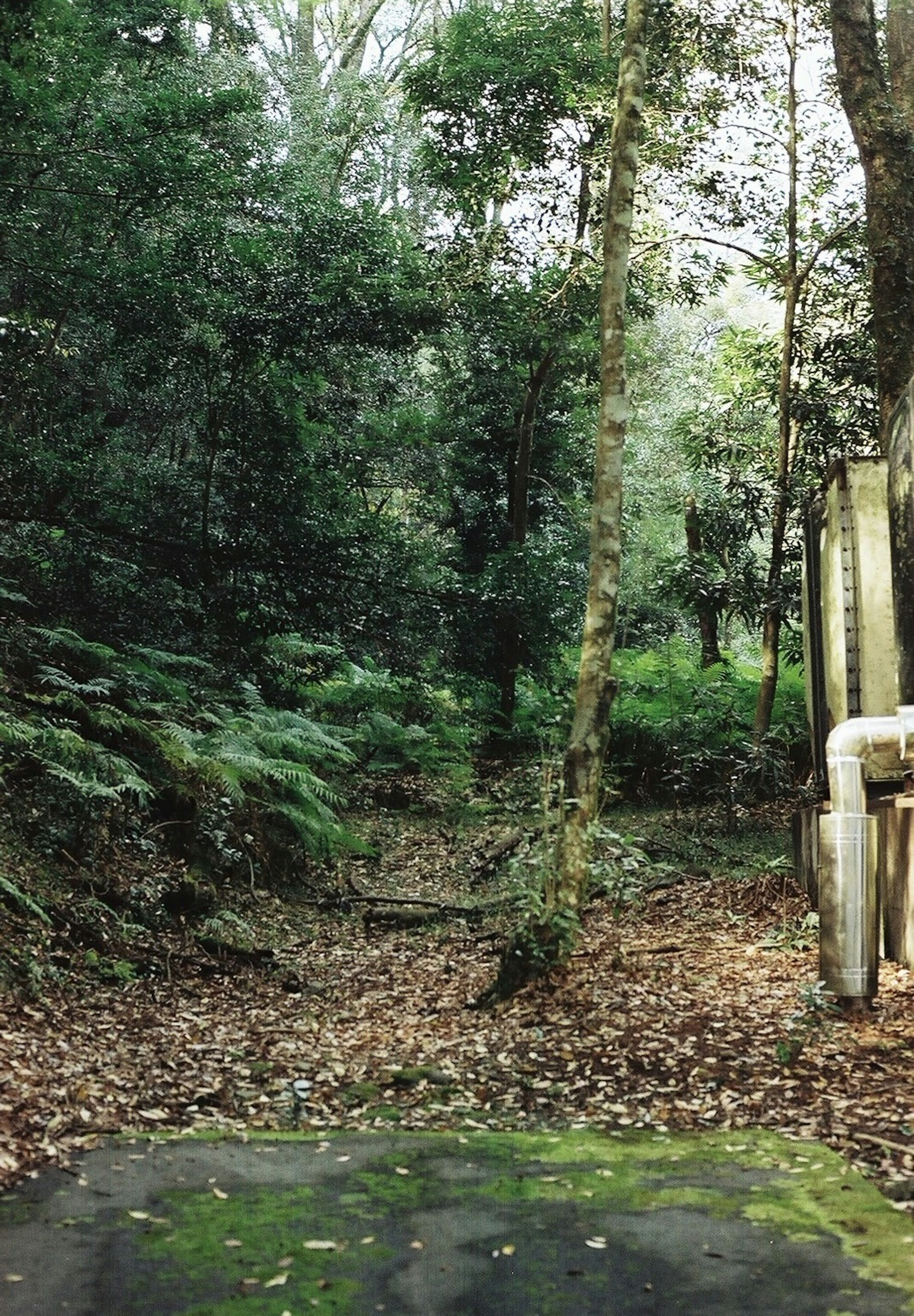 Jalan setapak di hutan lebat dengan dedaunan hijau dan daun gugur di samping pipa