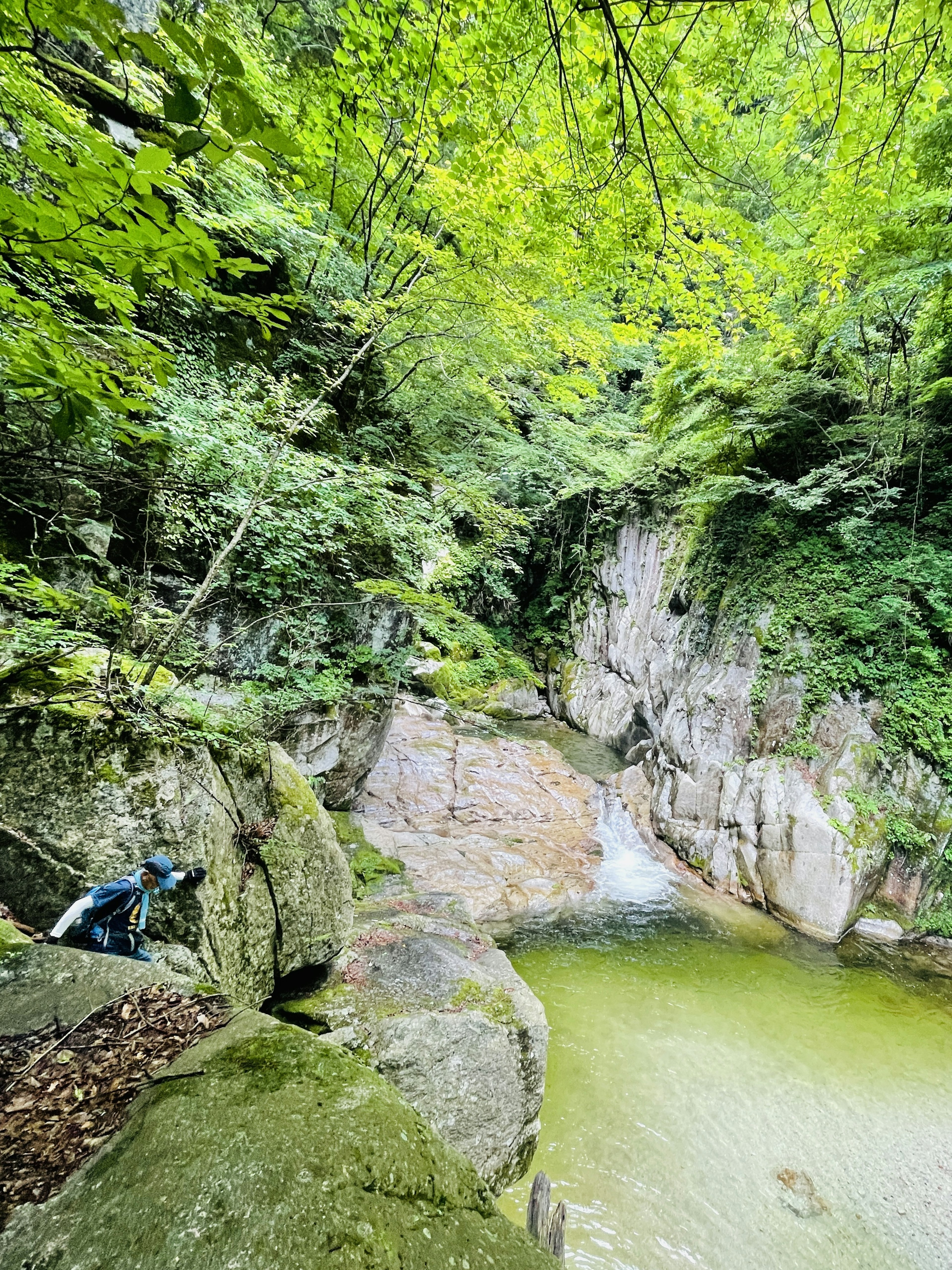 A serene view of a small waterfall and pool surrounded by lush greenery