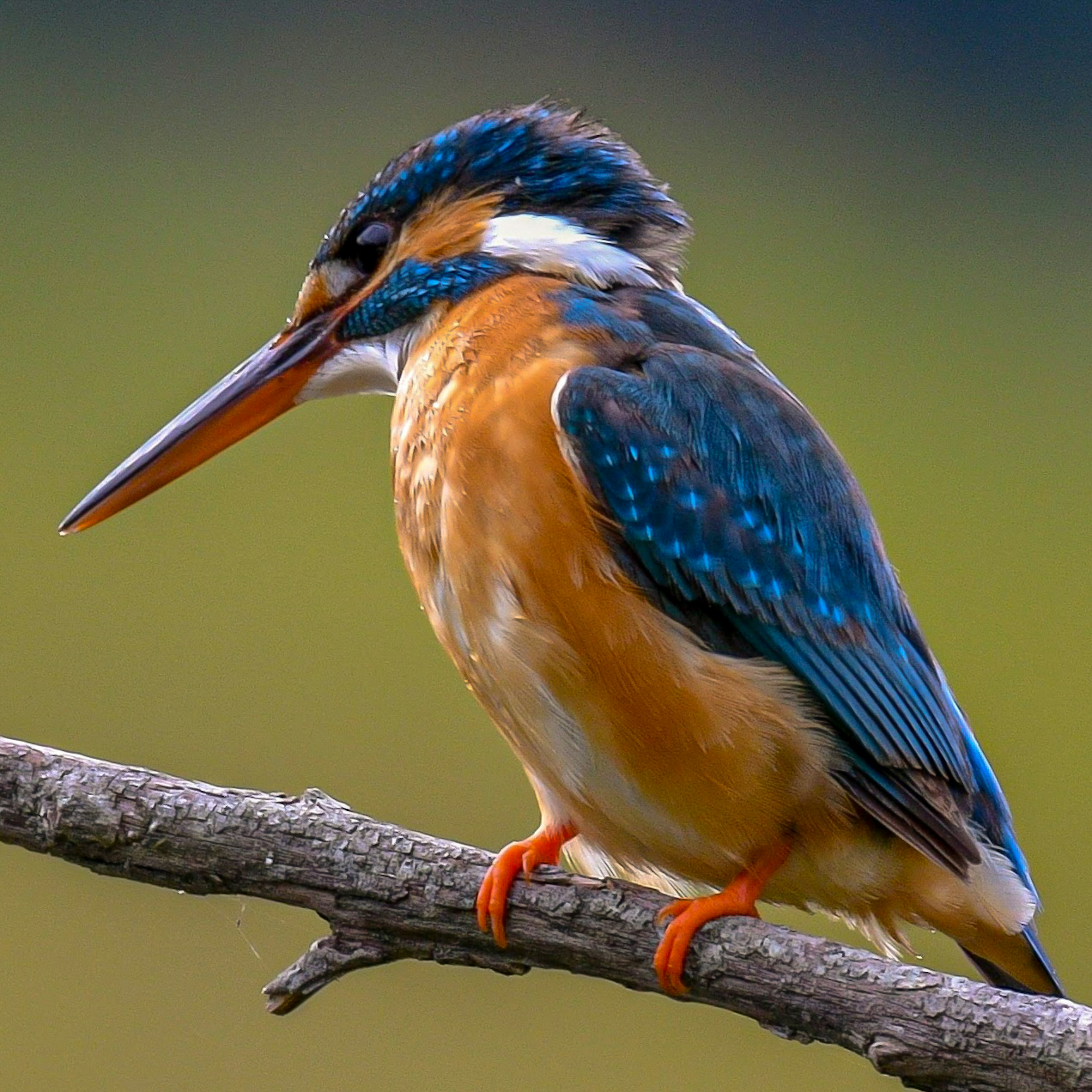 Ein Eisvogel mit lebhaft blauen und orangefarbenen Federn, der auf einem Ast sitzt