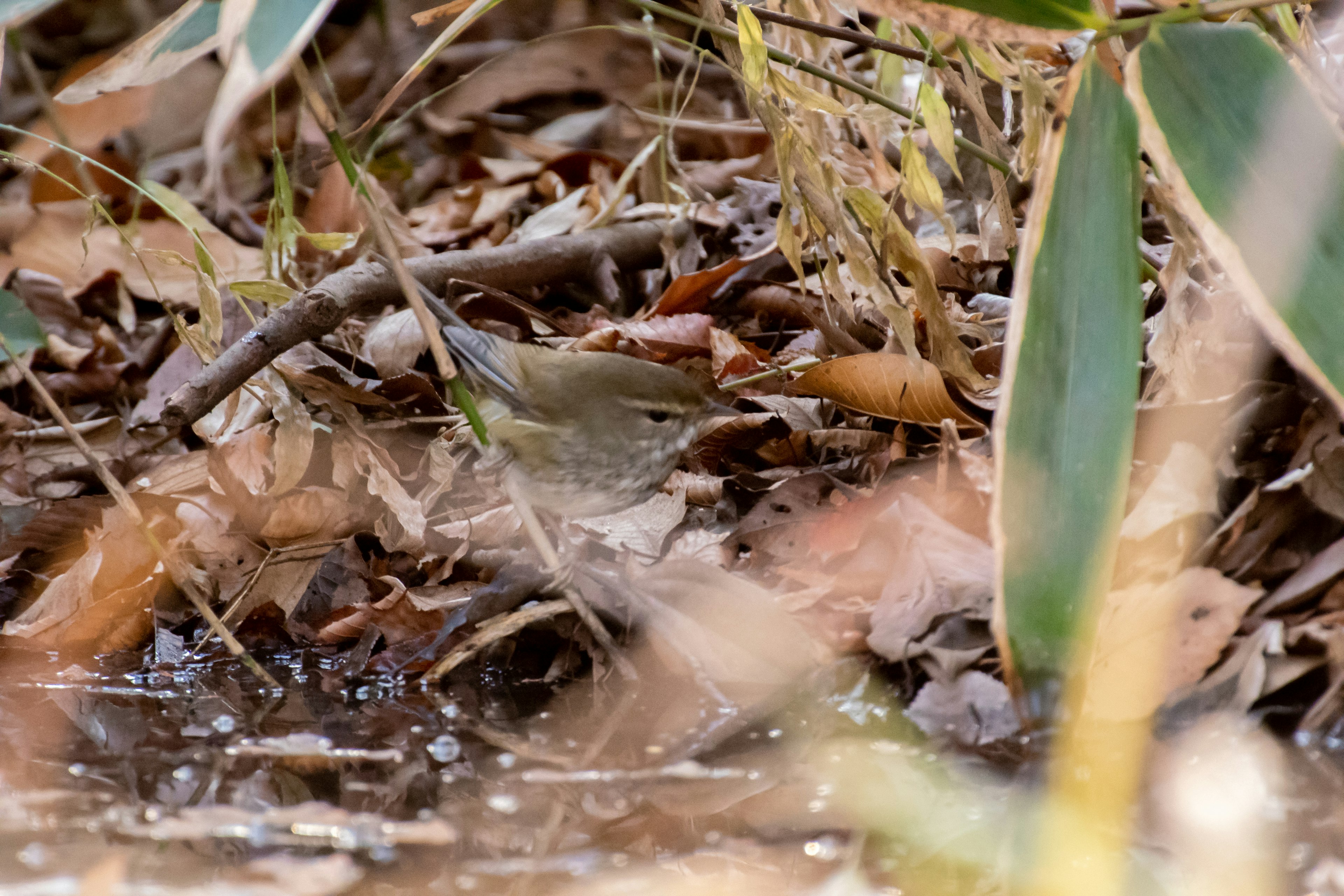 A small bird hiding among leaves near a stream