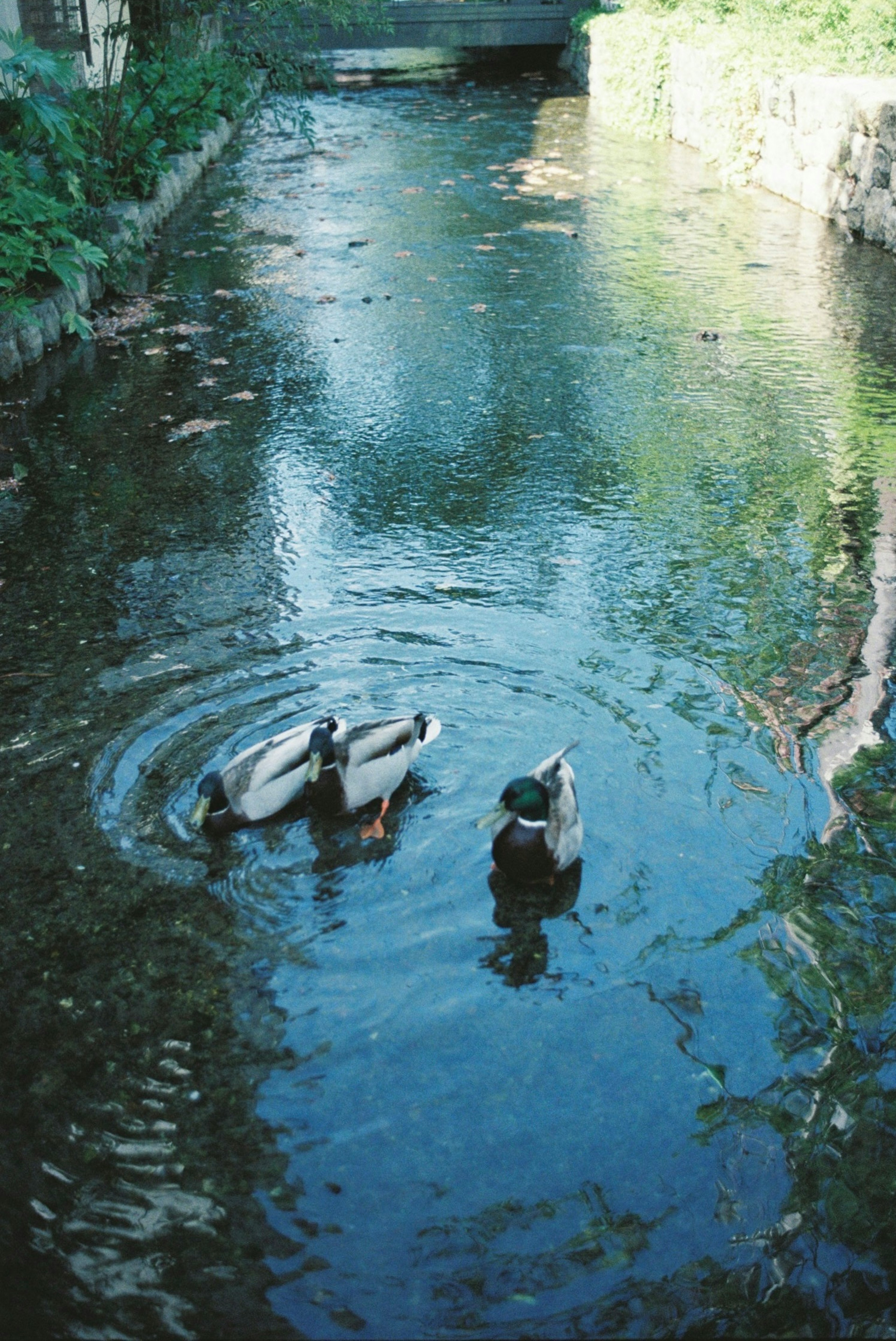 水辺にいる3羽のアヒルが泳いでいる様子