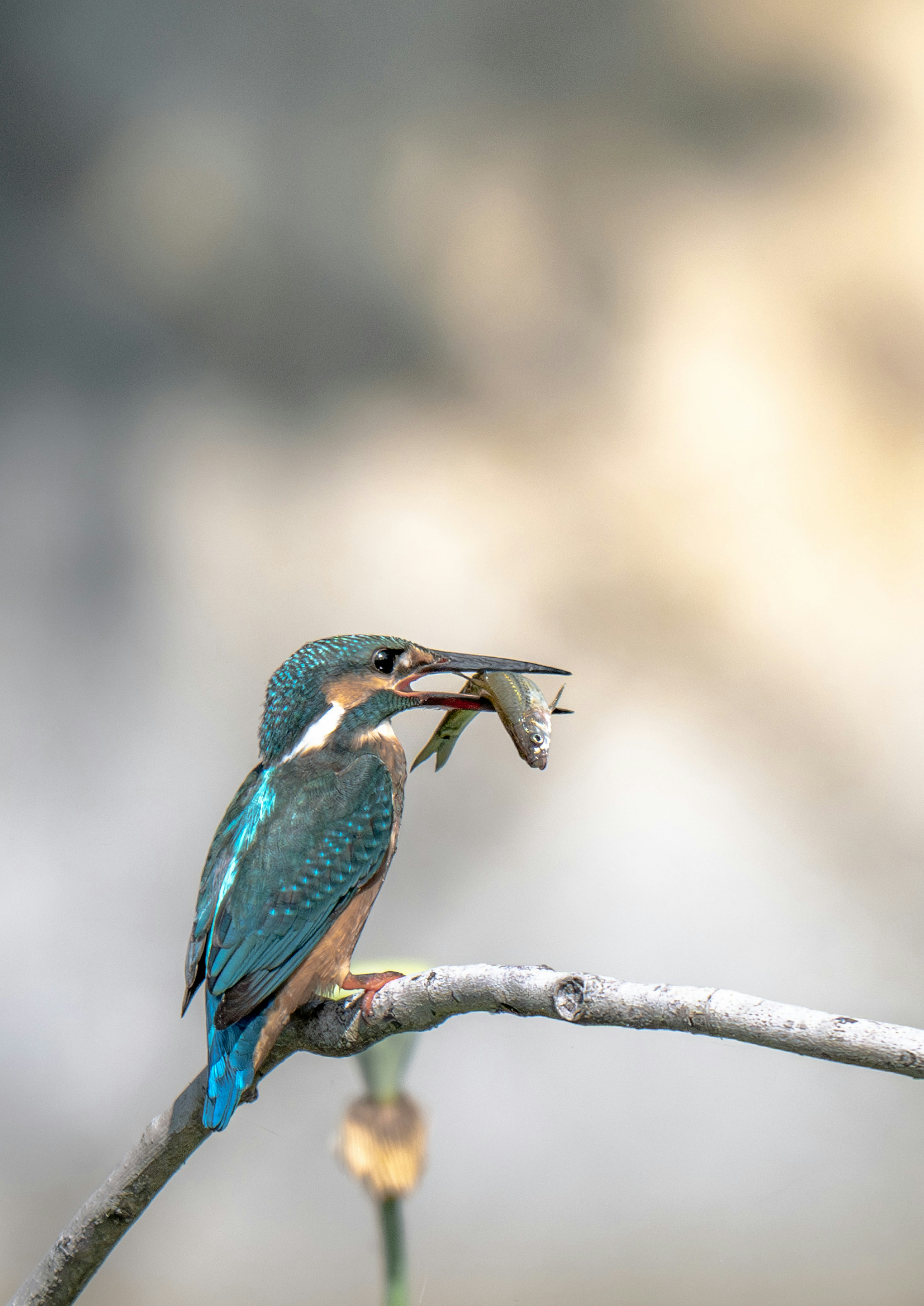 Ein Eisvogel mit blauen Federn, der einen Fisch auf einem Ast hält