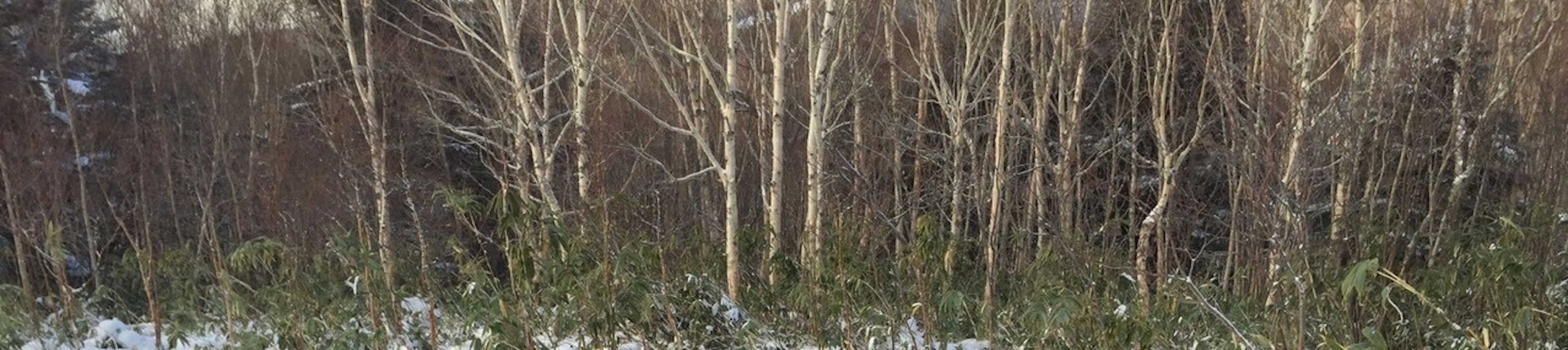 雪に覆われた木々の風景 緑の下草が見える