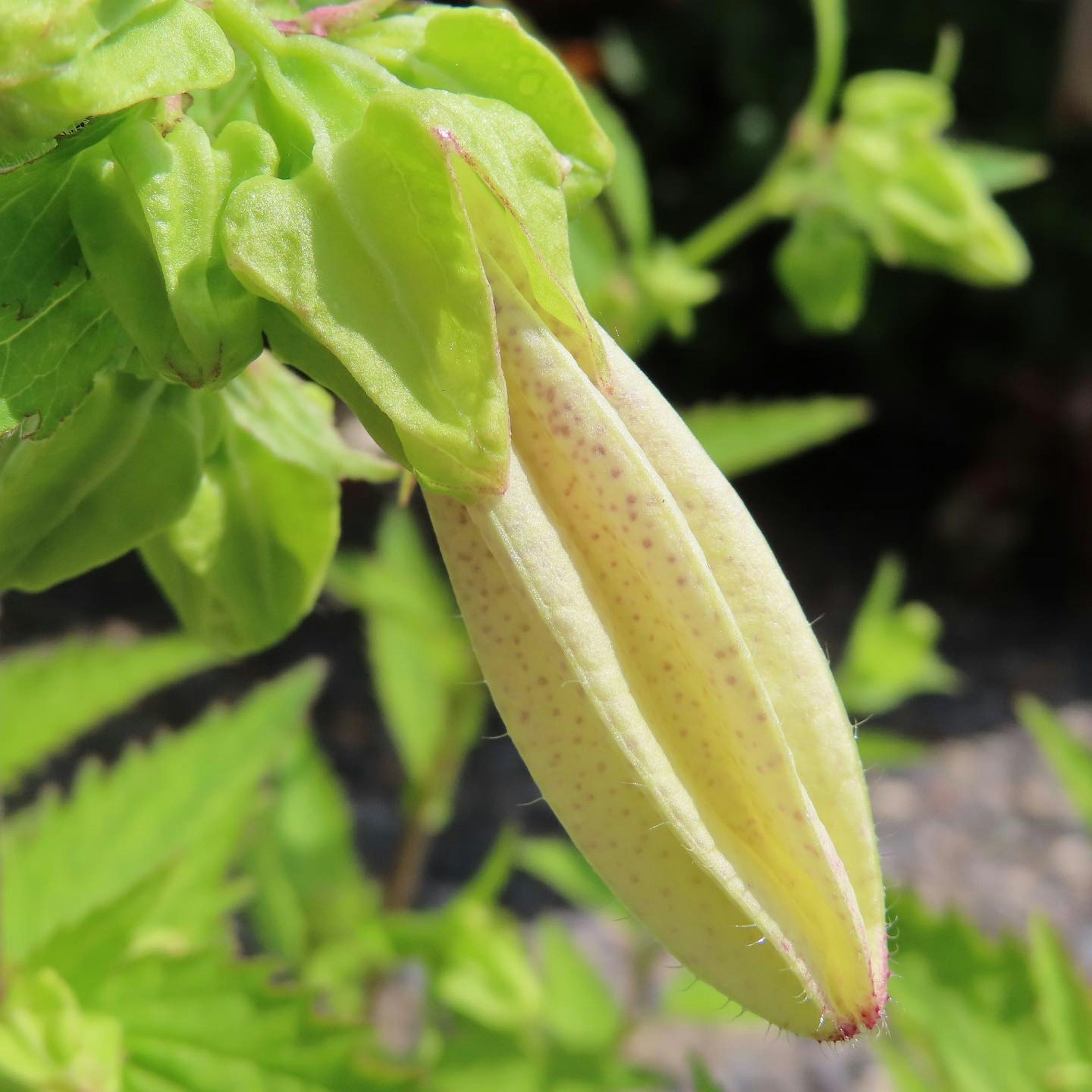 黄色の花芽と緑の葉が特徴の植物のクローズアップ