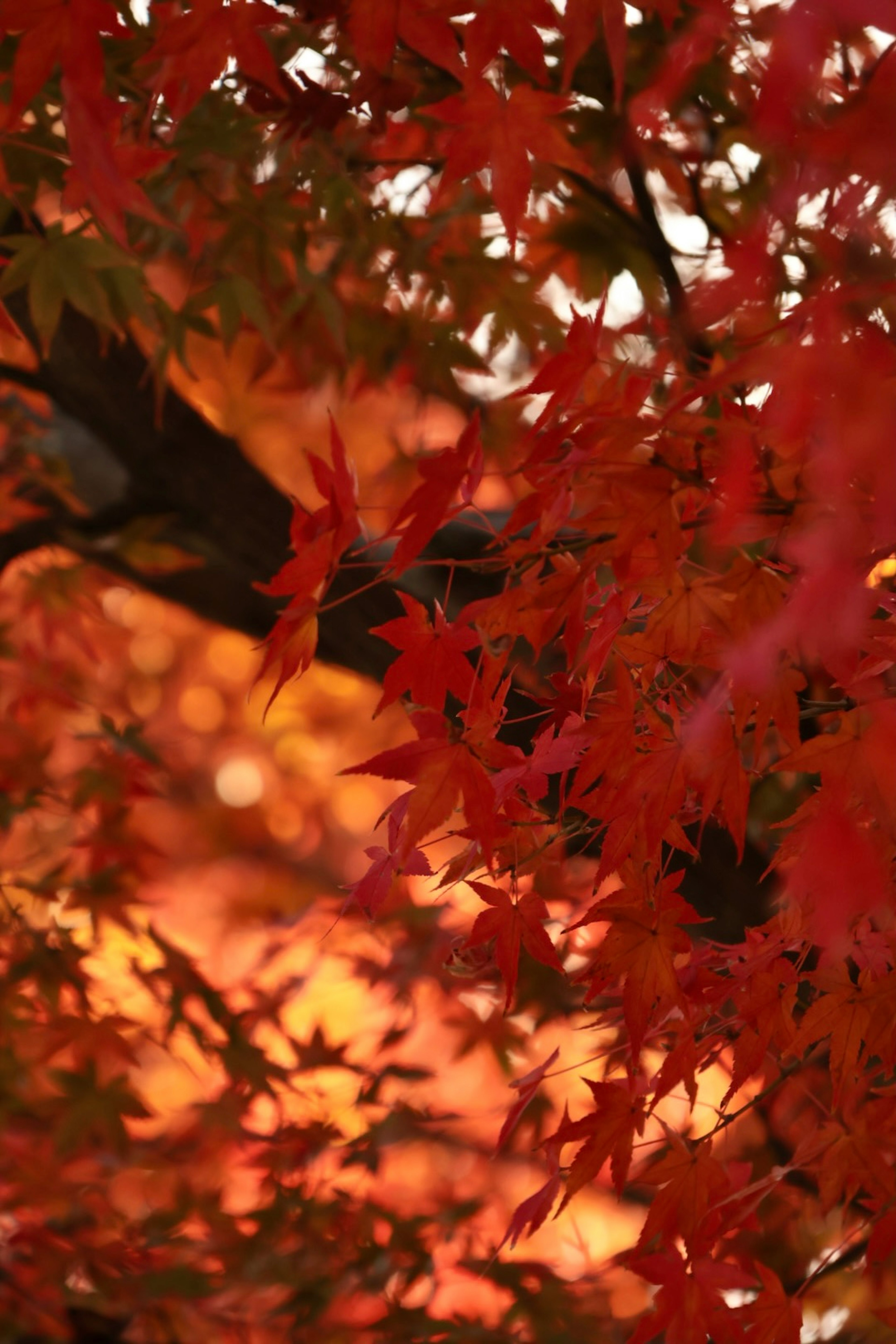 鮮豔的紅色秋葉在樹枝上