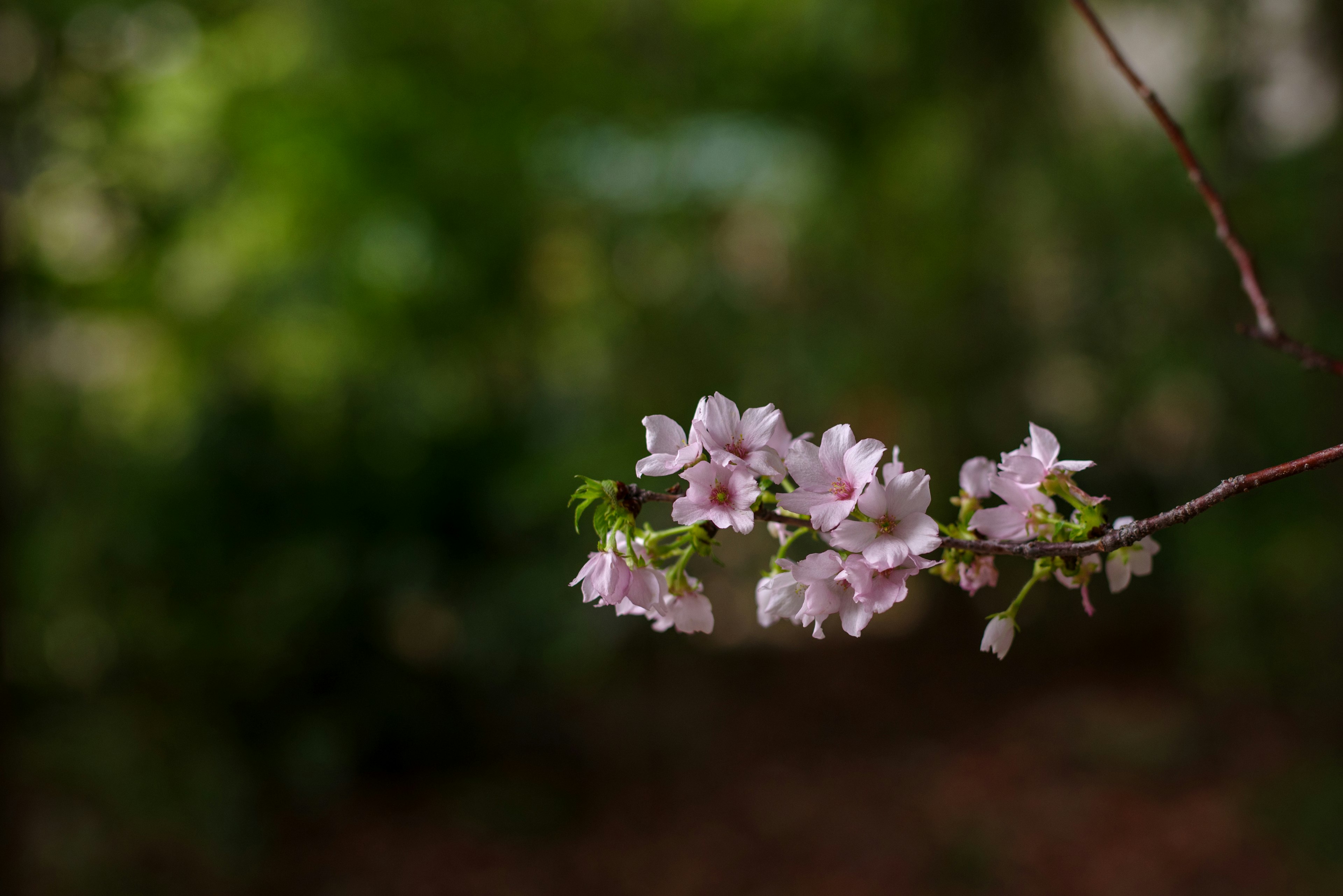 Una rama con flores rosadas claras sobre un fondo verde