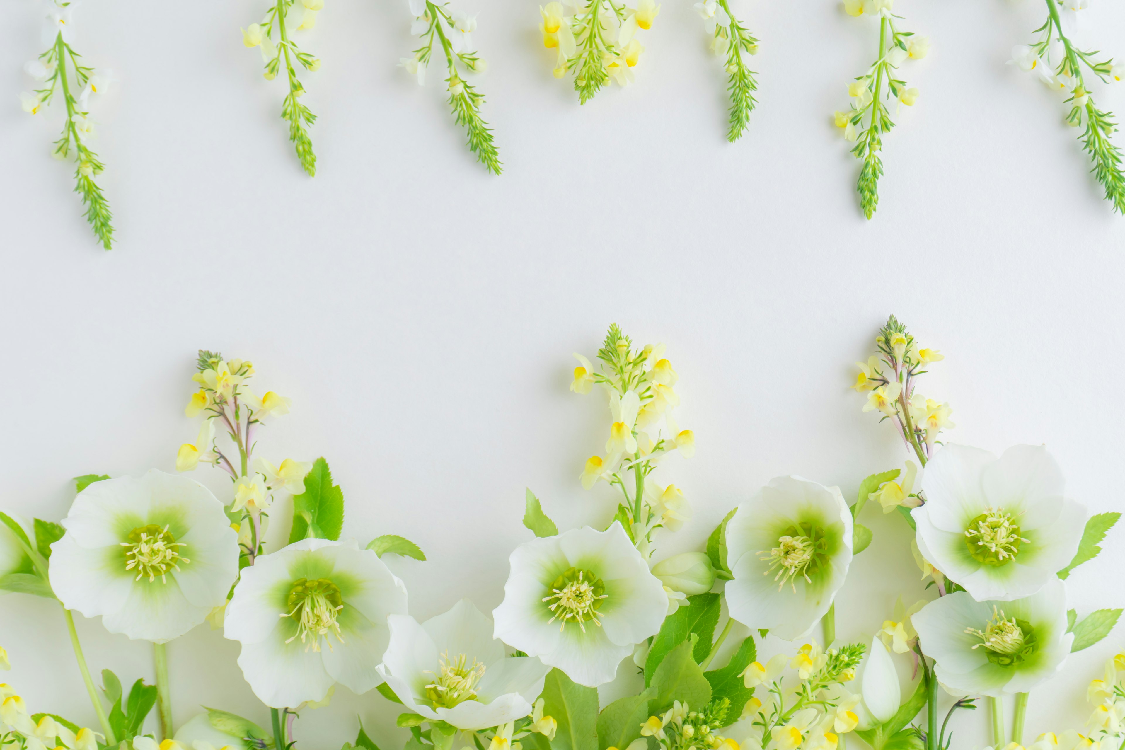 Composizione artistica di fiori bianchi e foglie verdi