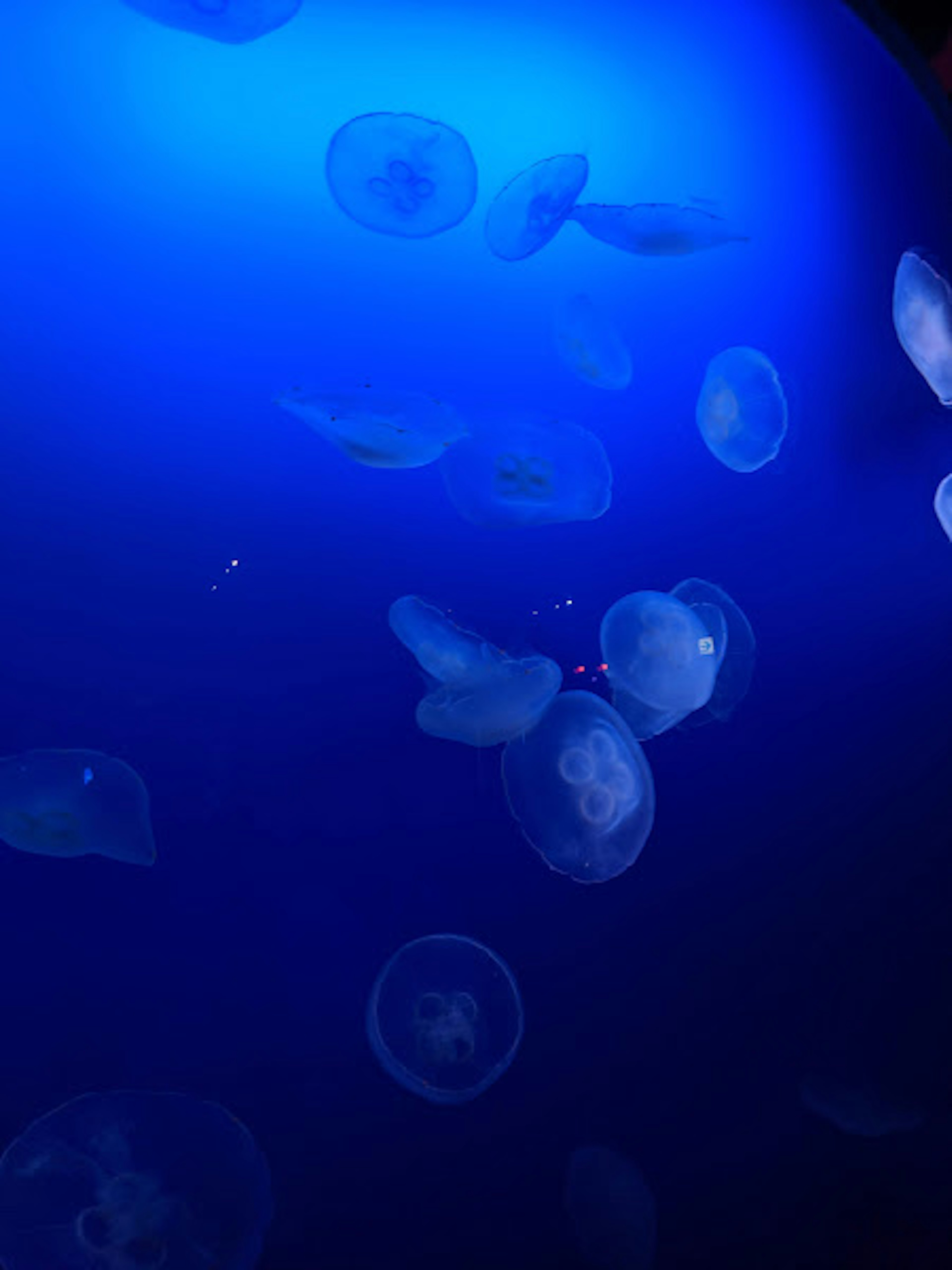 Un gruppo di meduse che nuotano in un acquario illuminato di blu