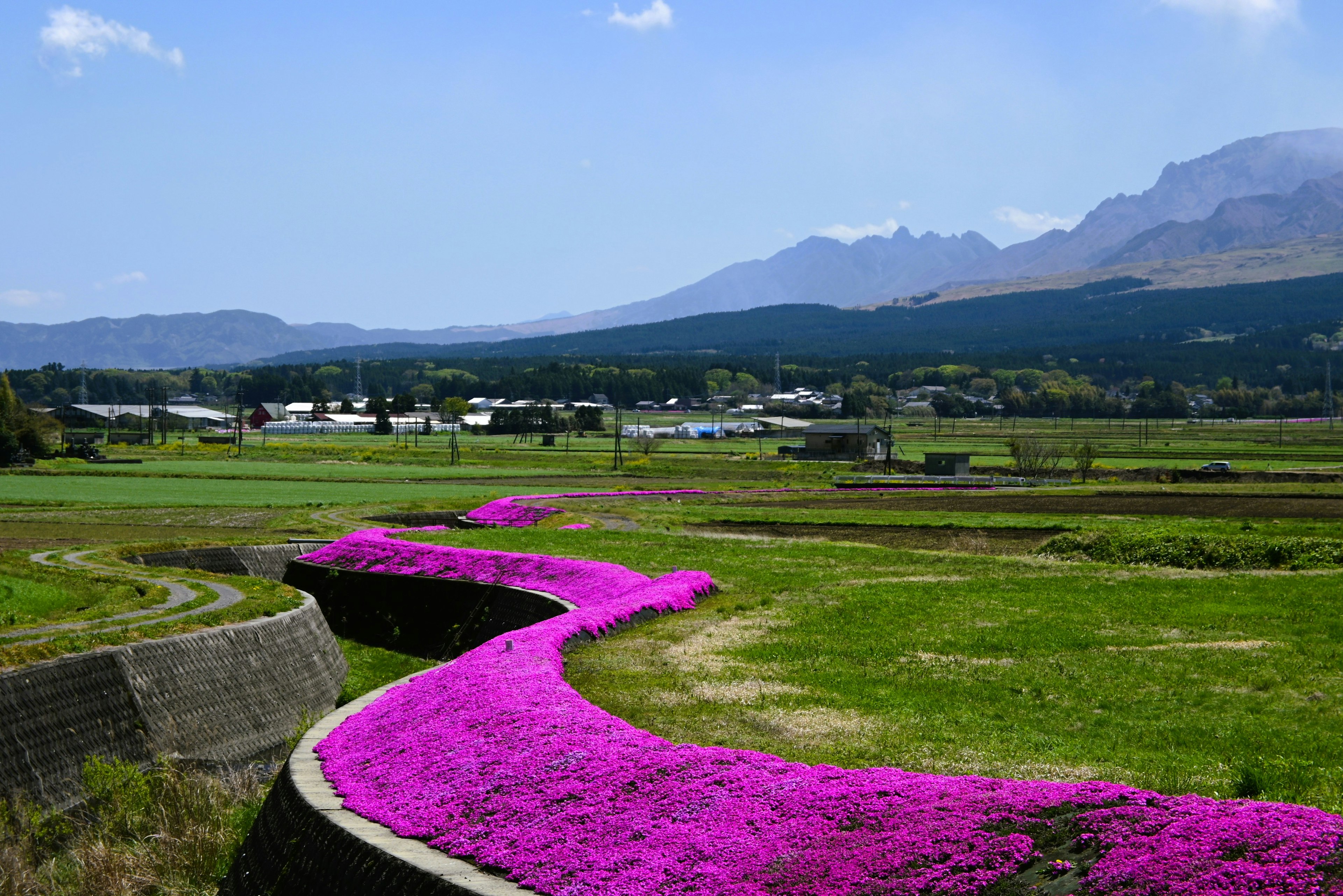 Wunderschöne Landschaft mit lebhaften rosa Blumen und Bergen im Hintergrund