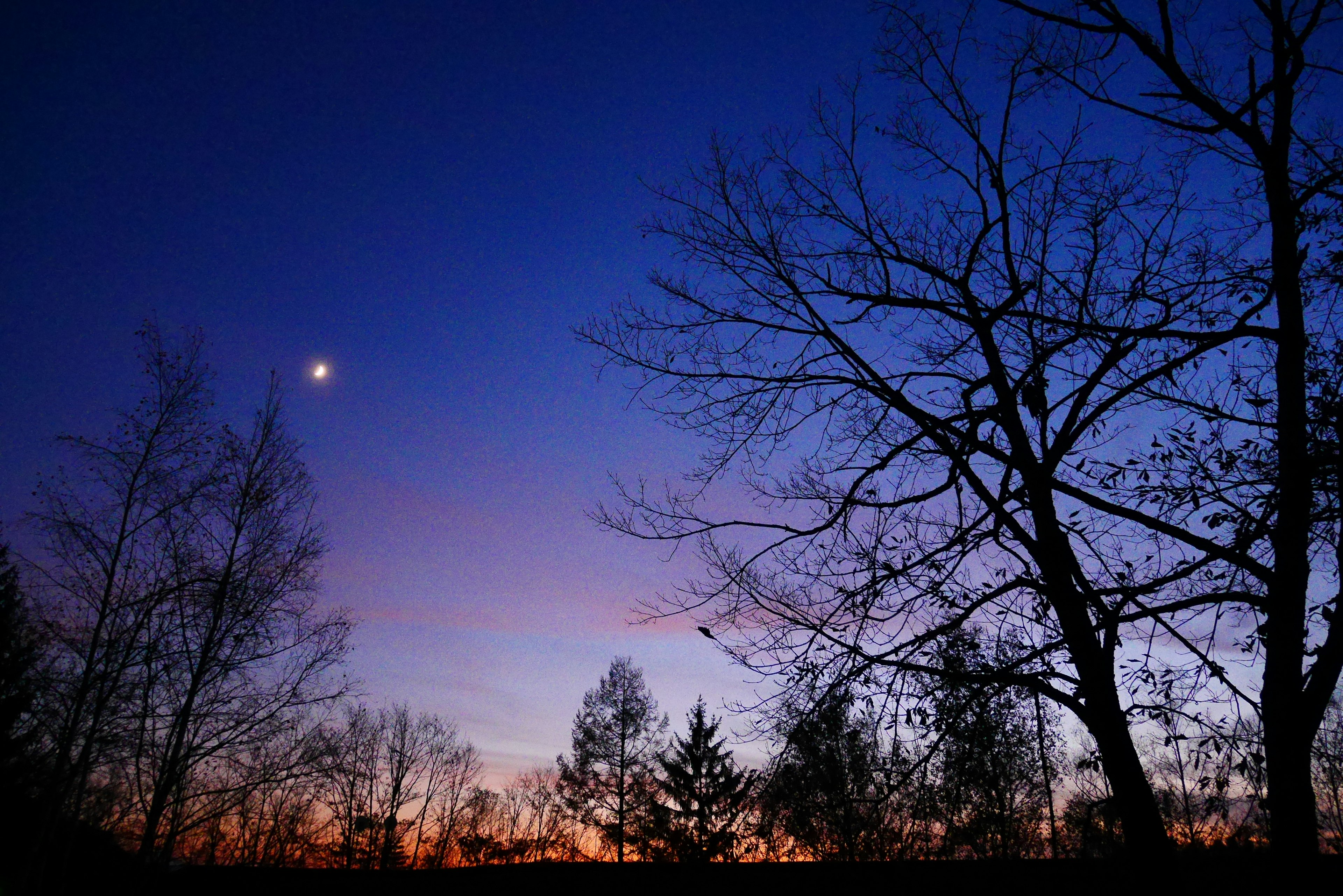 Cielo al crepuscolo con una luna crescente e alberi in silhouette