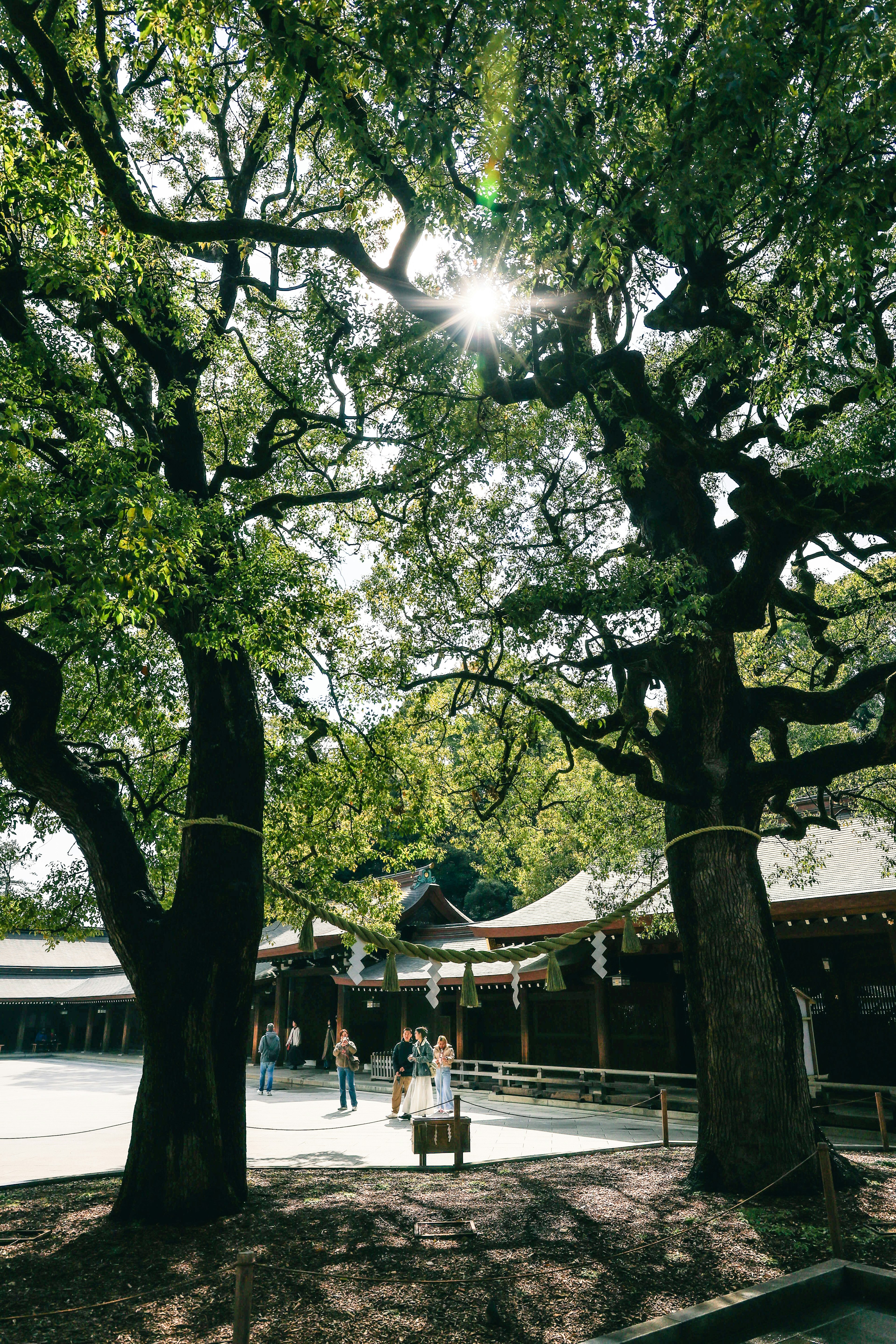 一个被大树环绕的宁静神社庭院，阳光透过树叶洒下