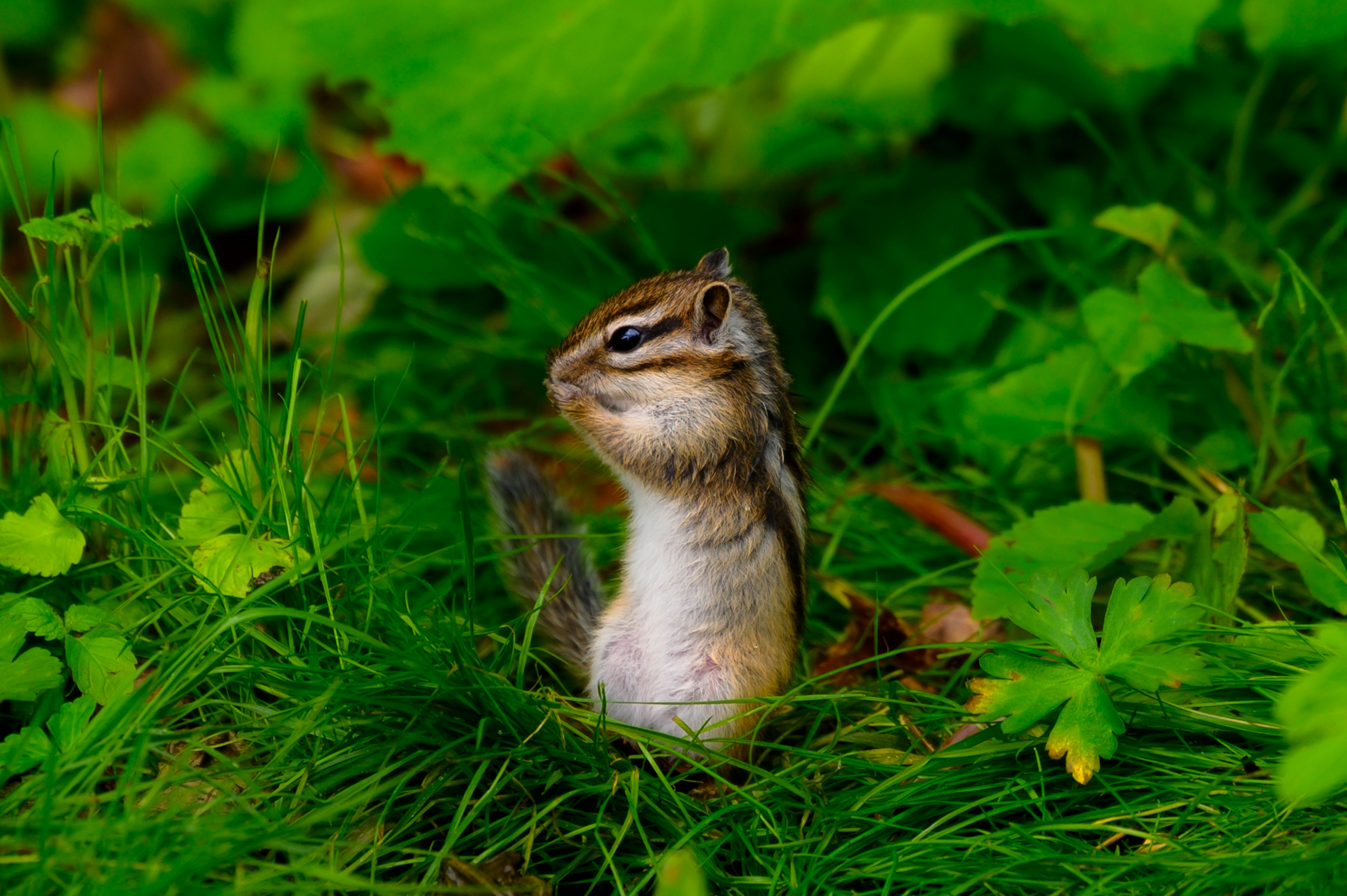 Acercamiento de una ardilla listada de pie en la hierba verde