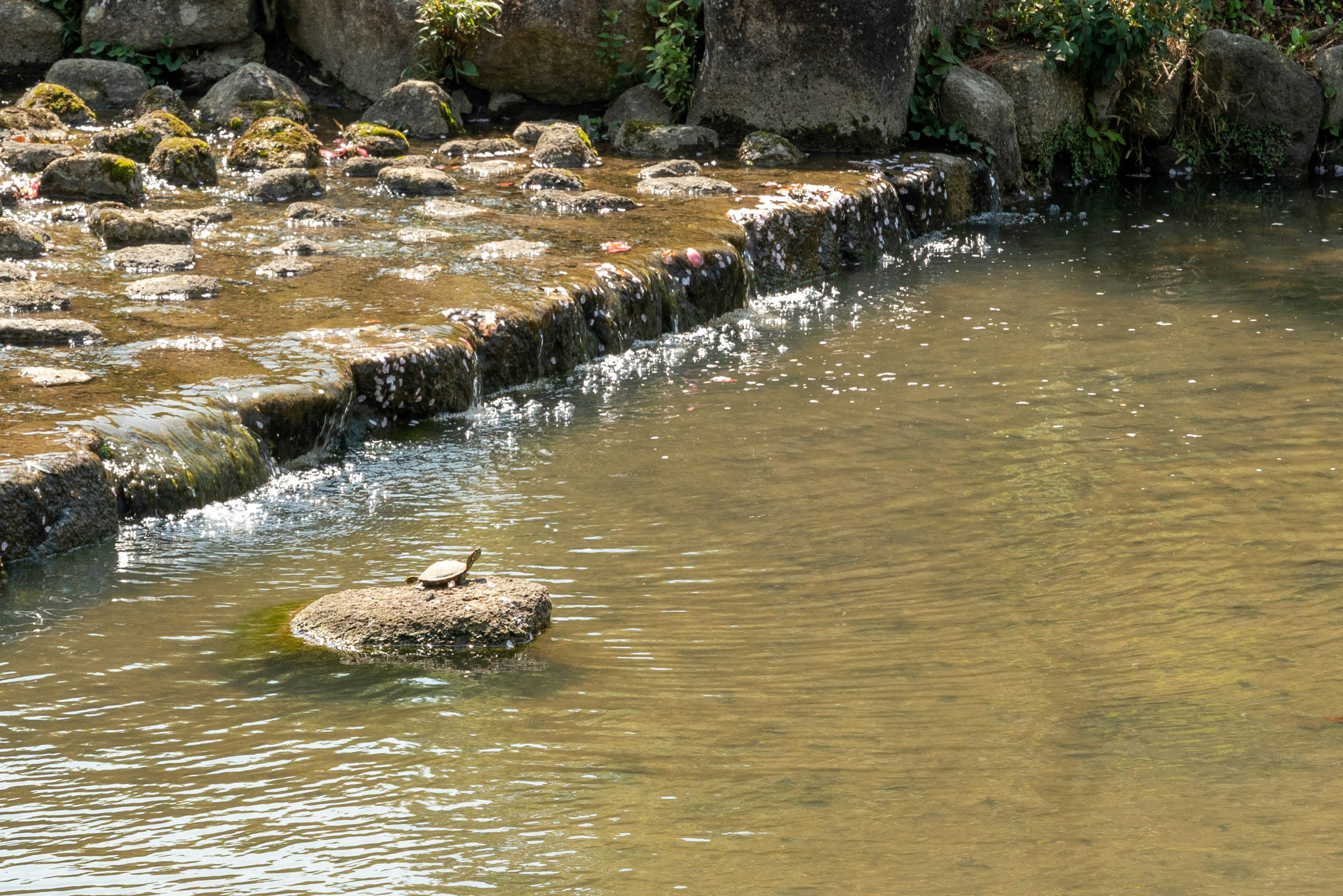 Seekor kura-kura beristirahat di atas batu di aliran sungai dengan air mengalir