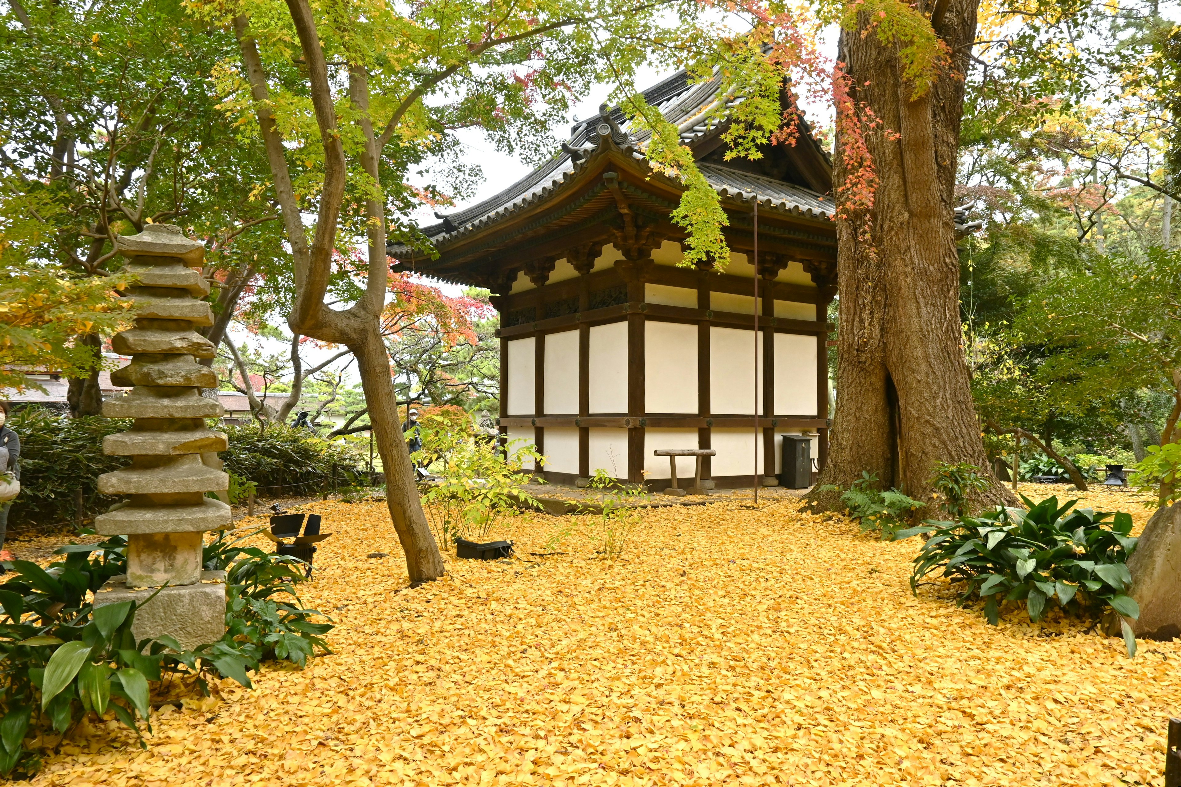 Edificio japonés tradicional rodeado de un hermoso jardín con el suelo cubierto de hojas amarillas