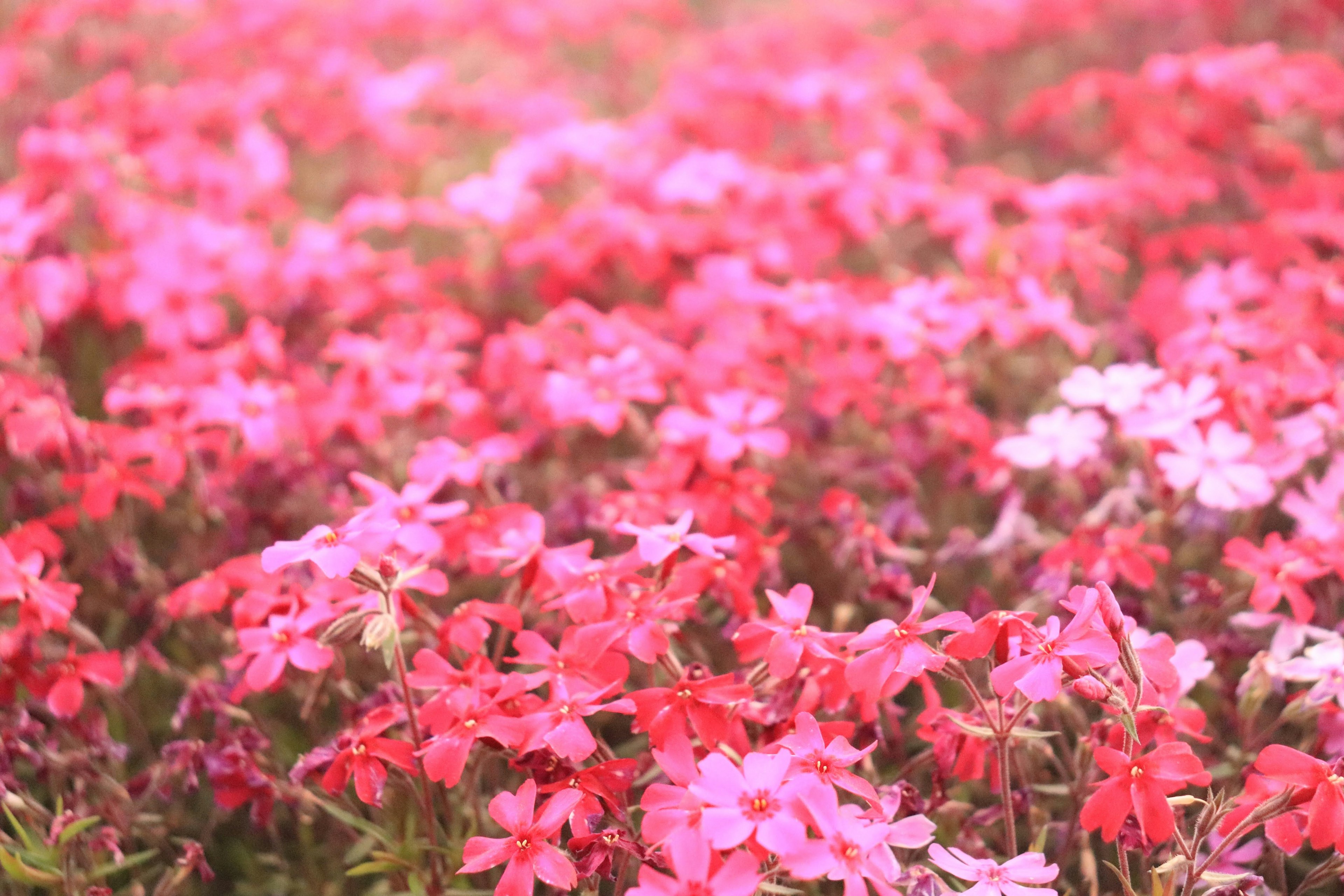 Bunga pink cerah mekar di ladang