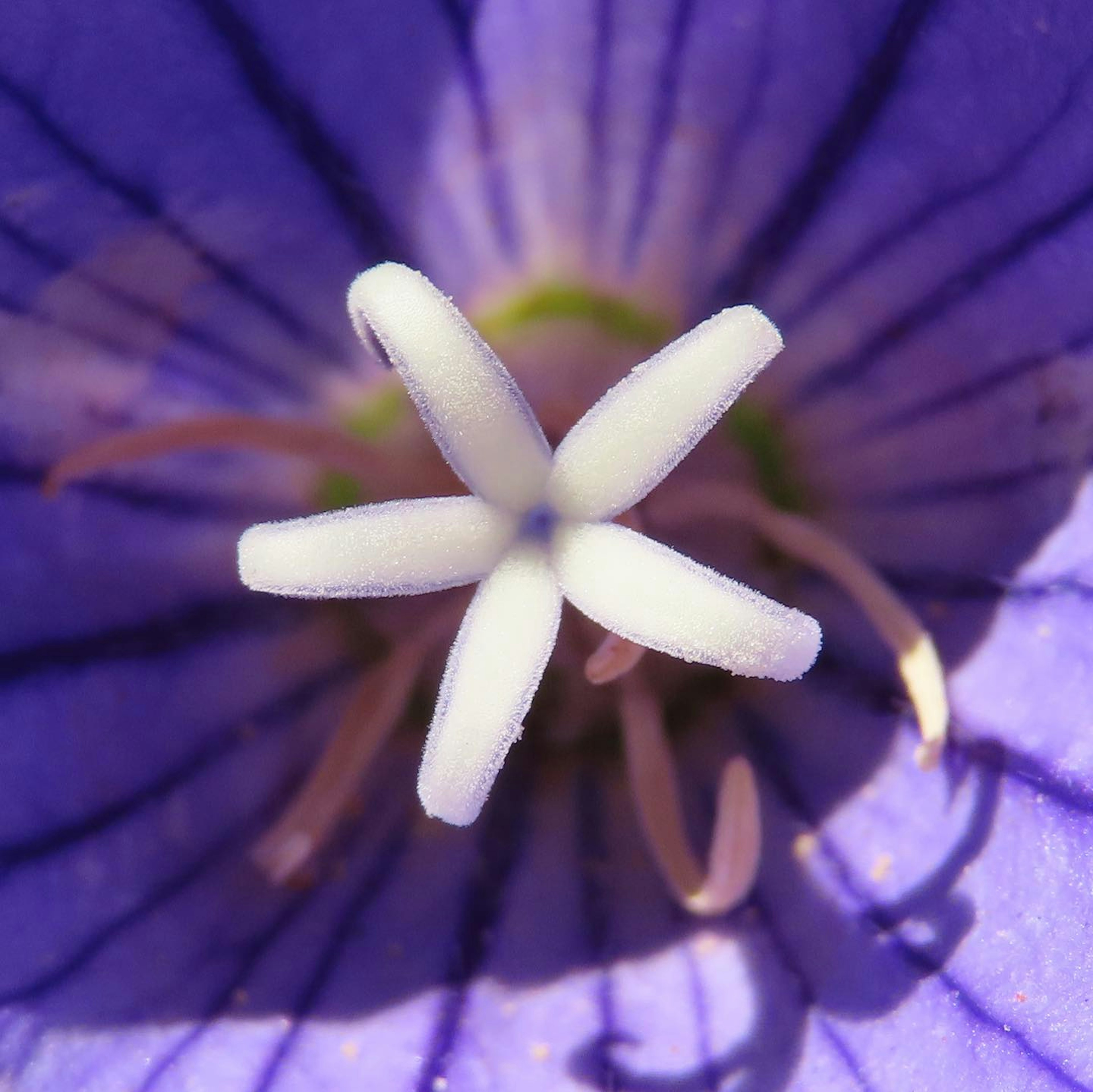 Primer plano de una flor morada con una estructura blanca en forma de estrella en el centro