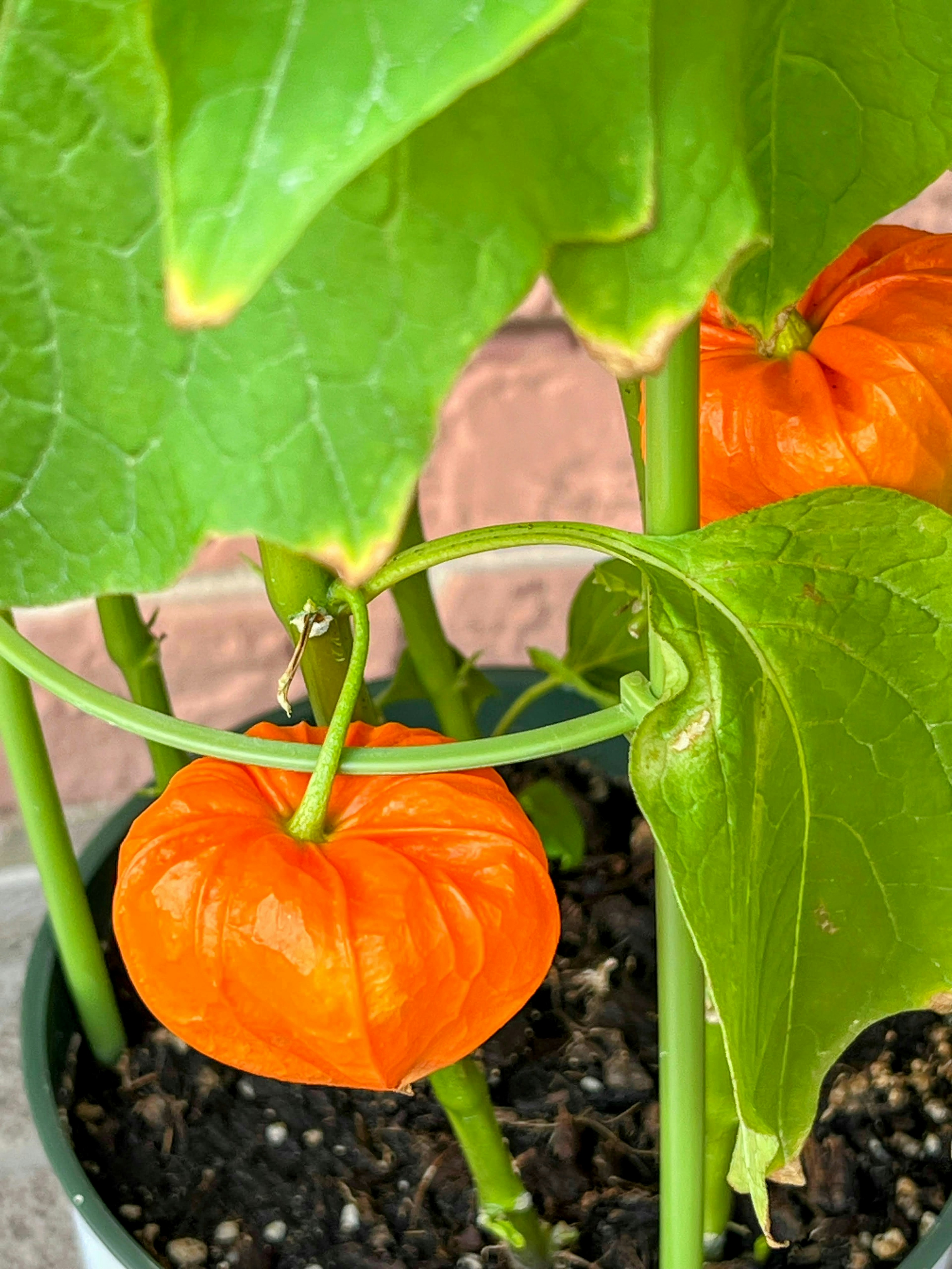 ภาพใกล้ชิดของผล Physalis สีส้มซุกอยู่ระหว่างใบสีเขียว