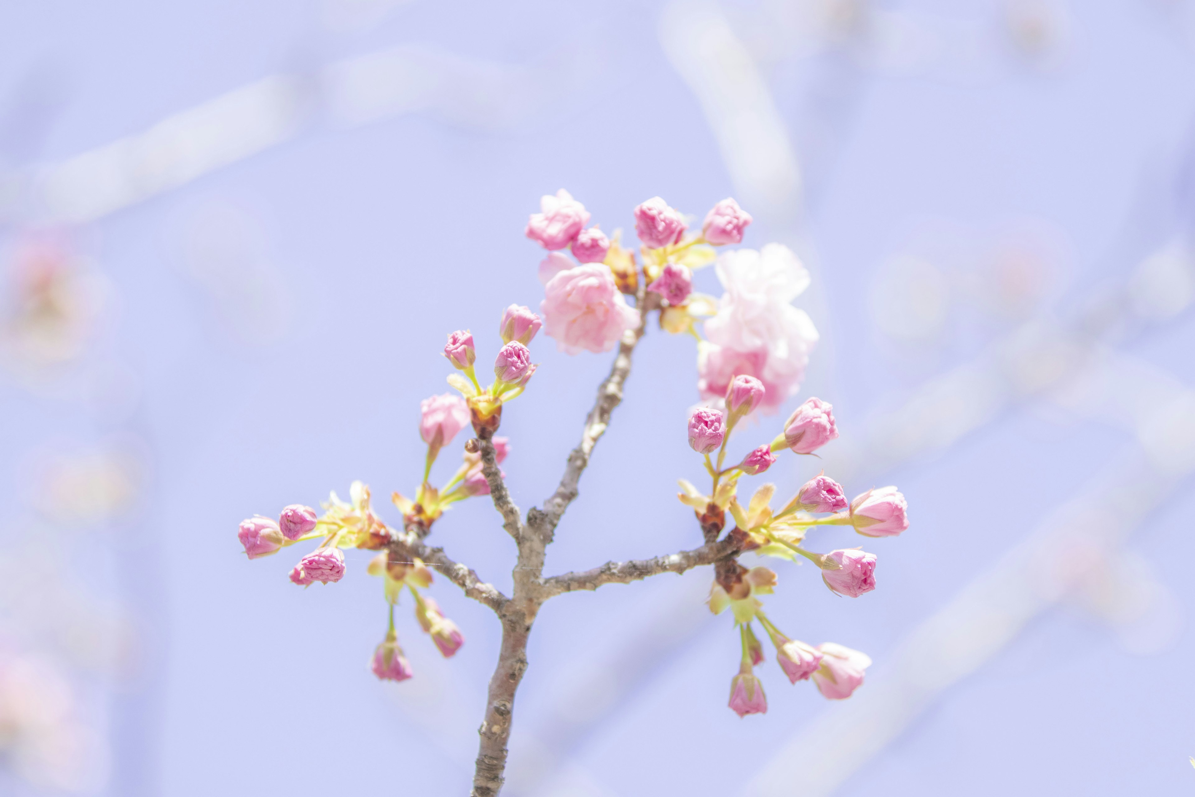 樱花花蕾和盛开的花朵映衬在浅紫色的天空下