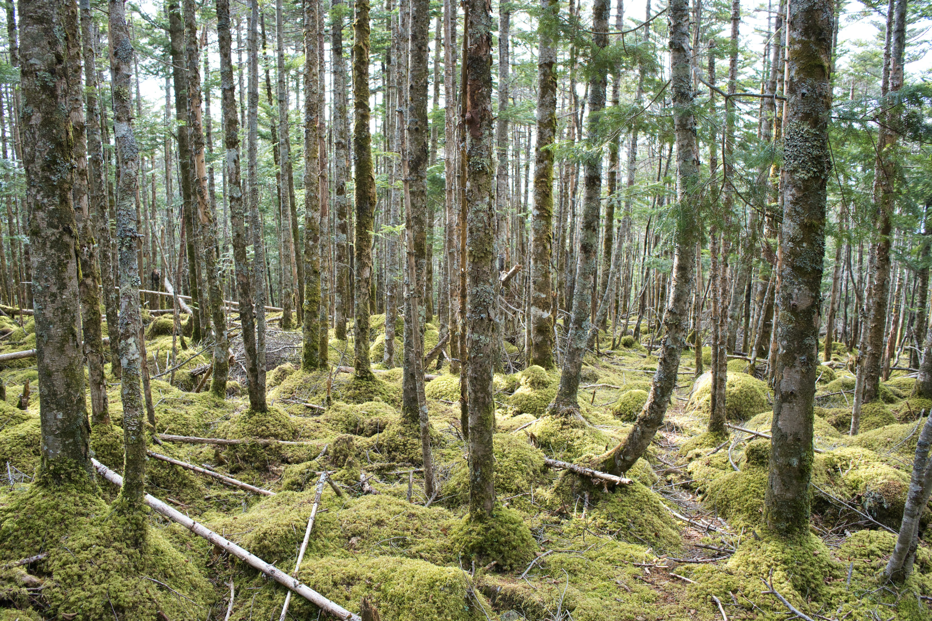 A dense forest with slender trees and a moss-covered ground