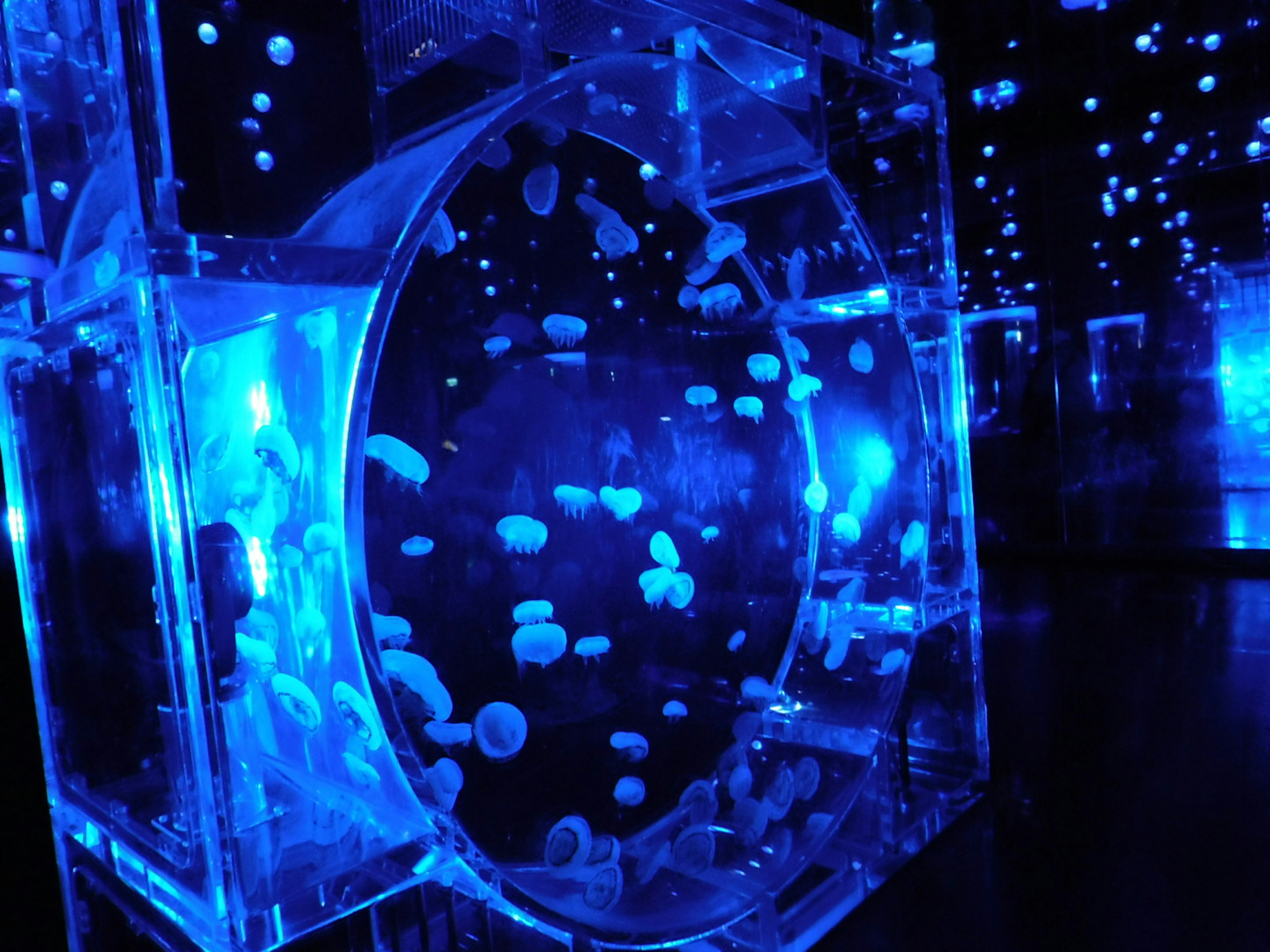 Beautiful scene of jellyfish swimming in a tank illuminated by blue light