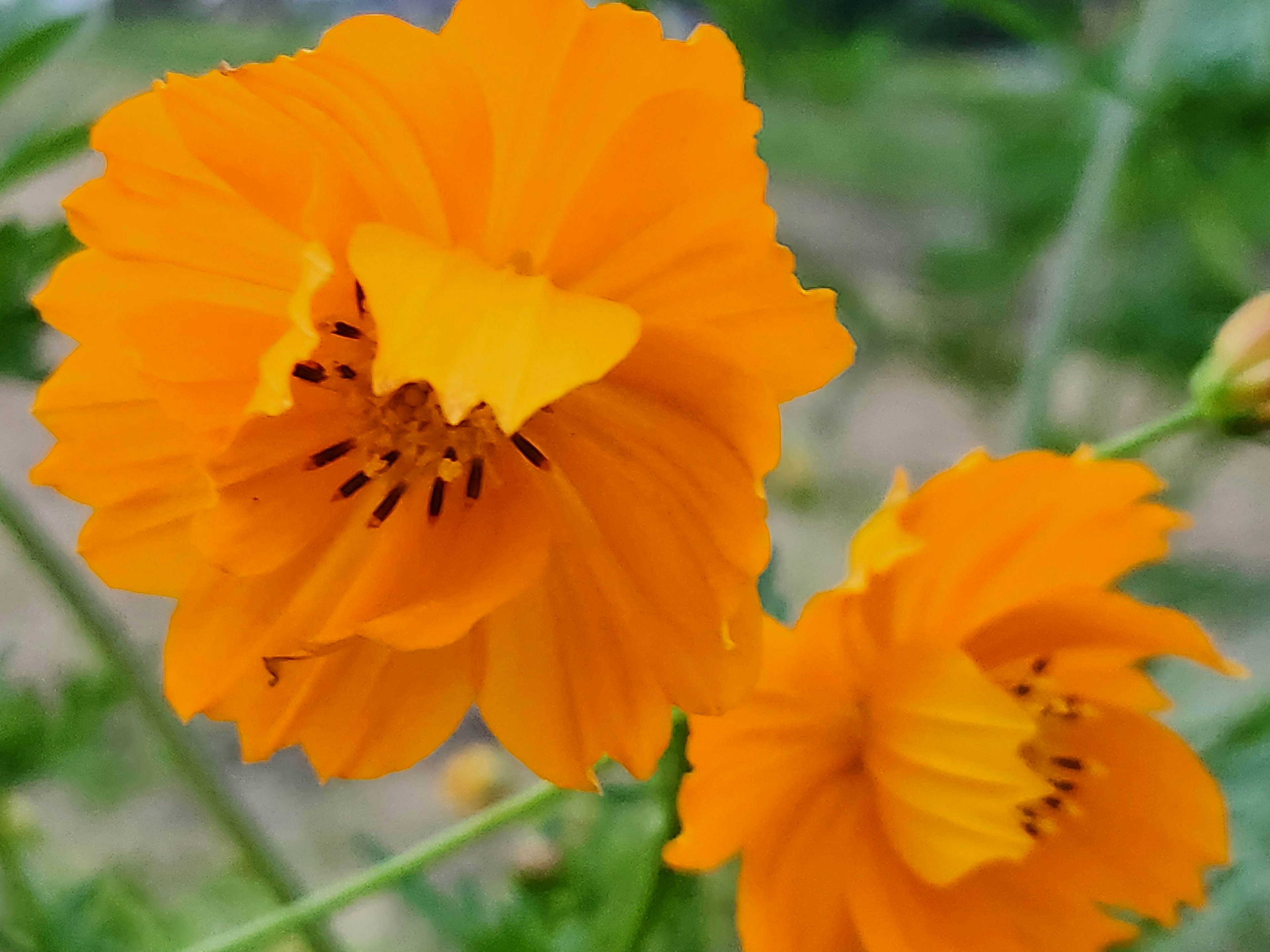 Dos flores naranjas vibrantes en plena floración con pétalos intrincados