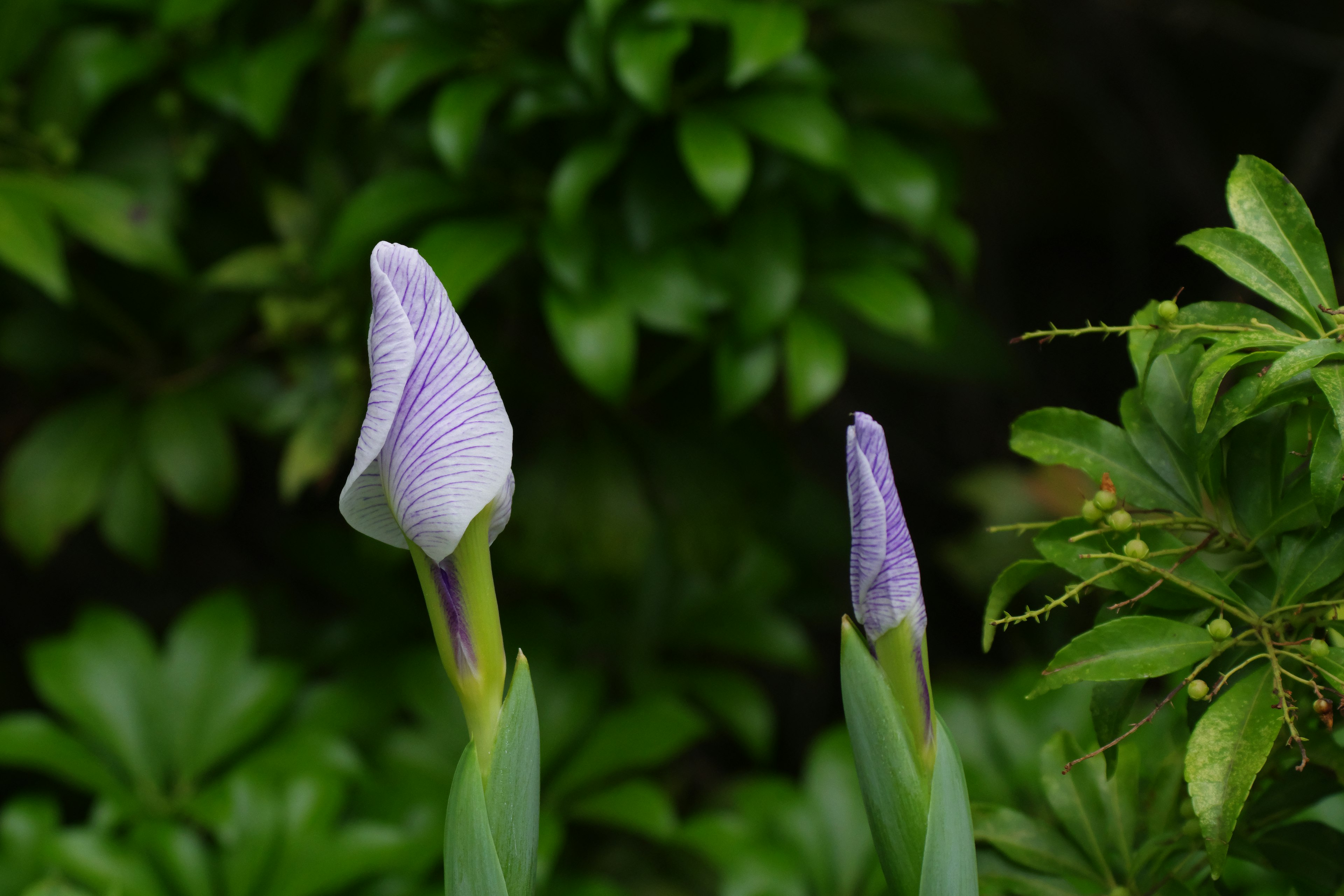 Buds de flores moradas rodeados de hojas verdes