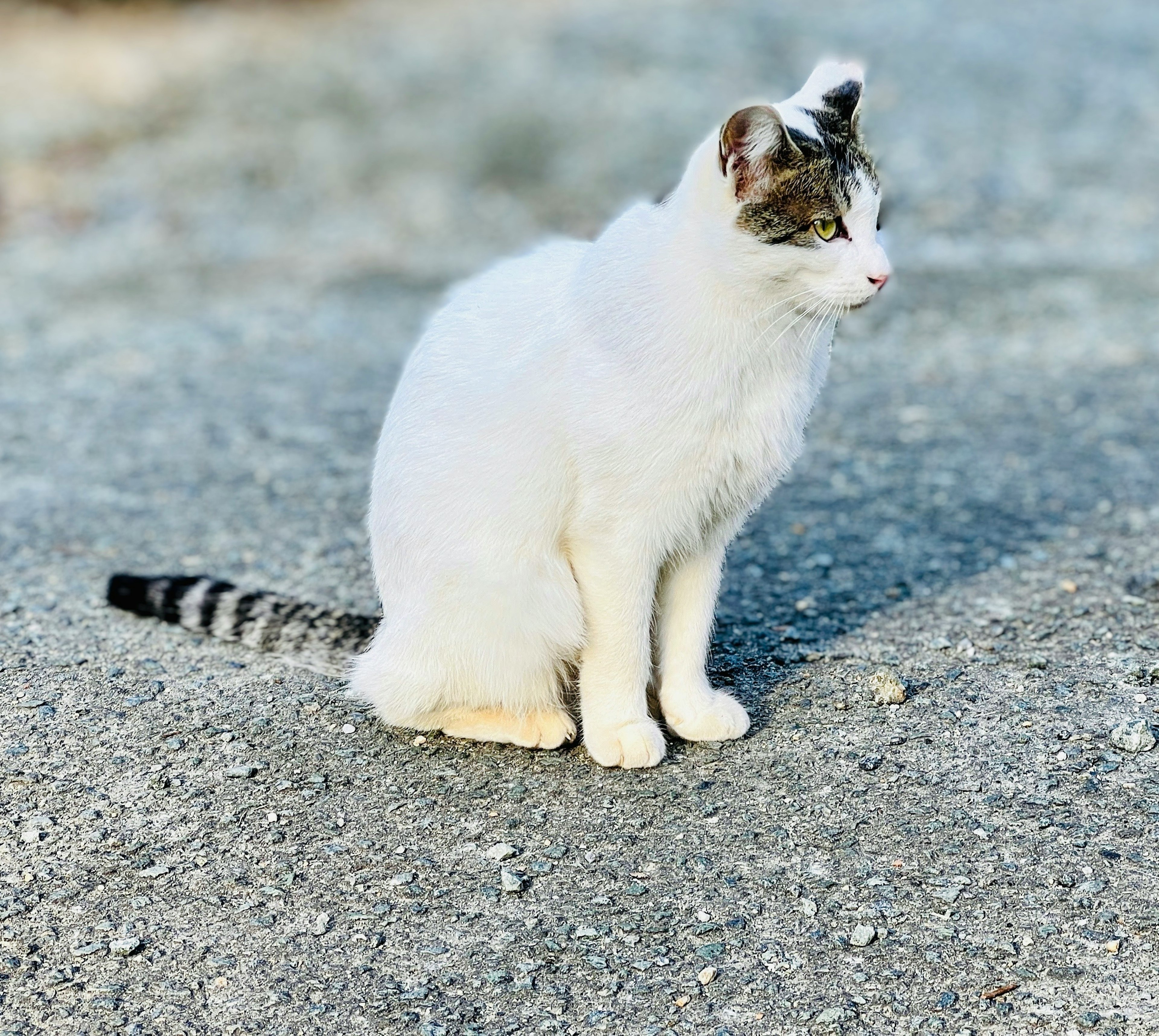 白い猫が座っている画像 背景はグレーの地面