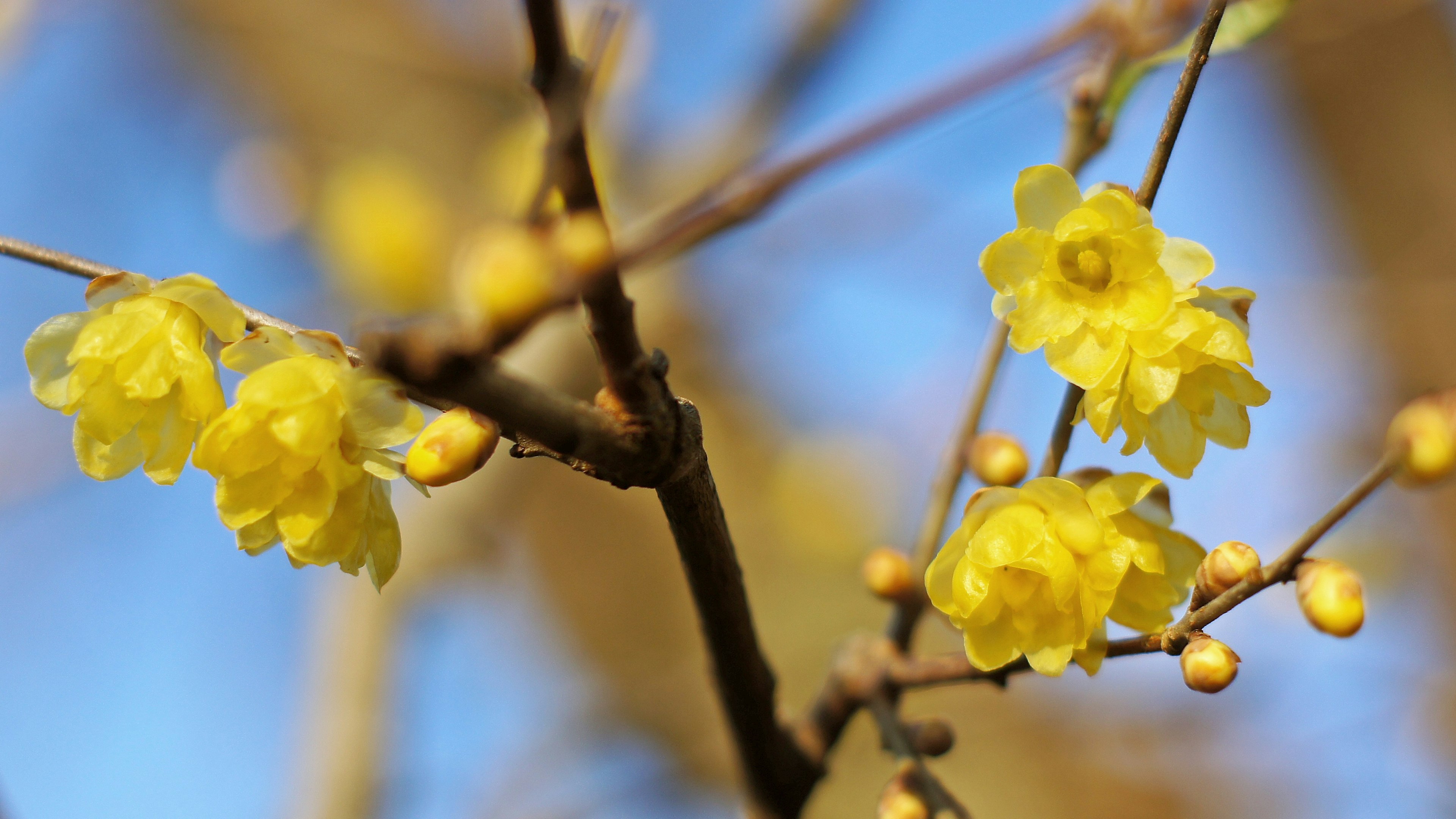 Primo piano di fiori gialli su un ramo con cielo blu