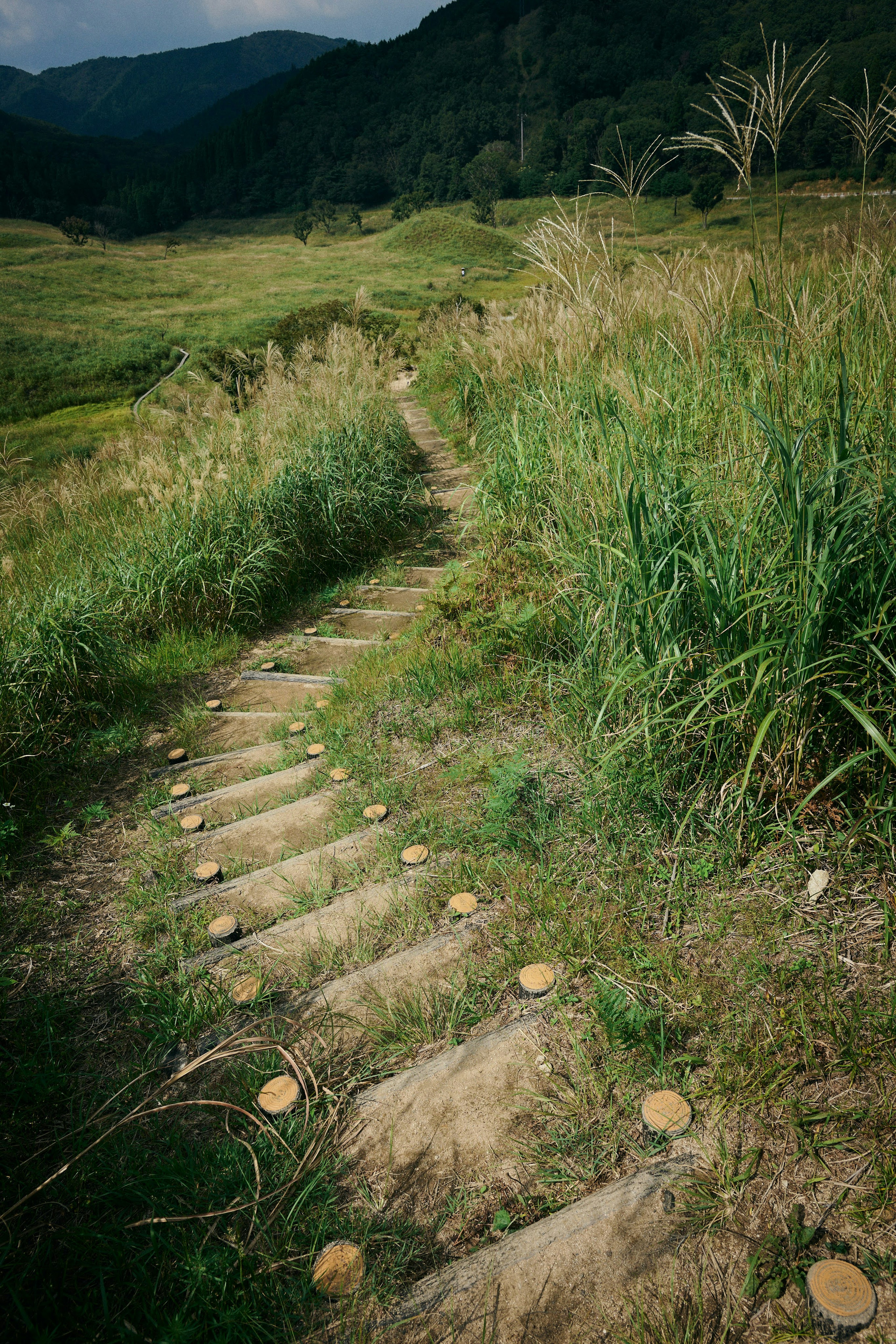 緑の草に囲まれた小道と丸い石が並ぶ風景